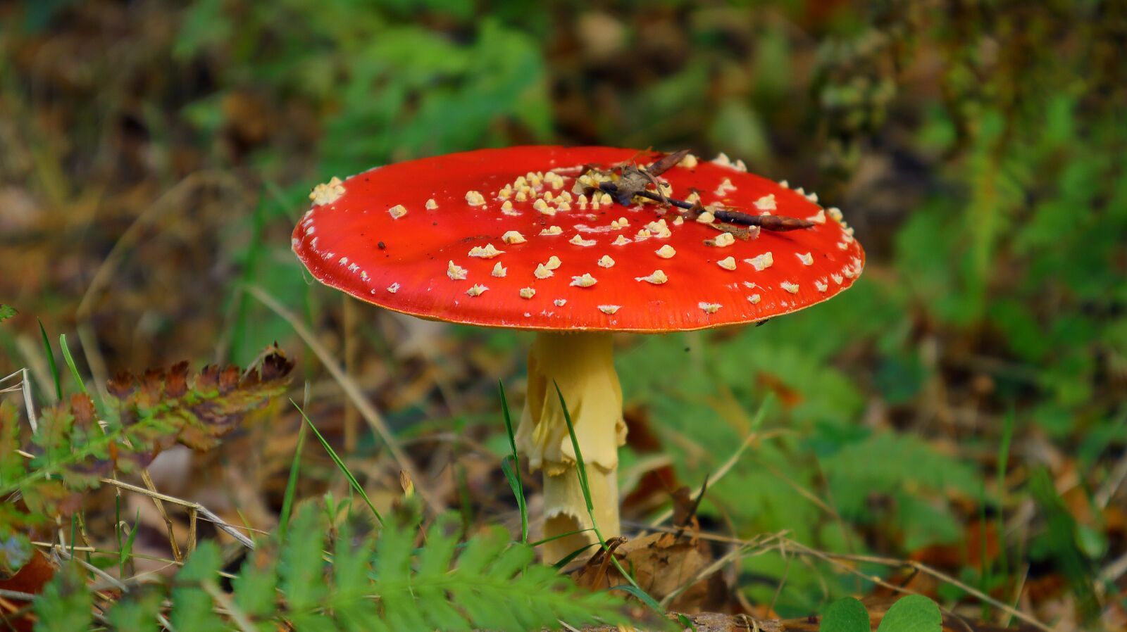Canon EF-M 15-45mm F3.5-6.3 IS STM sample photo. Mushroom, close up, forest photography