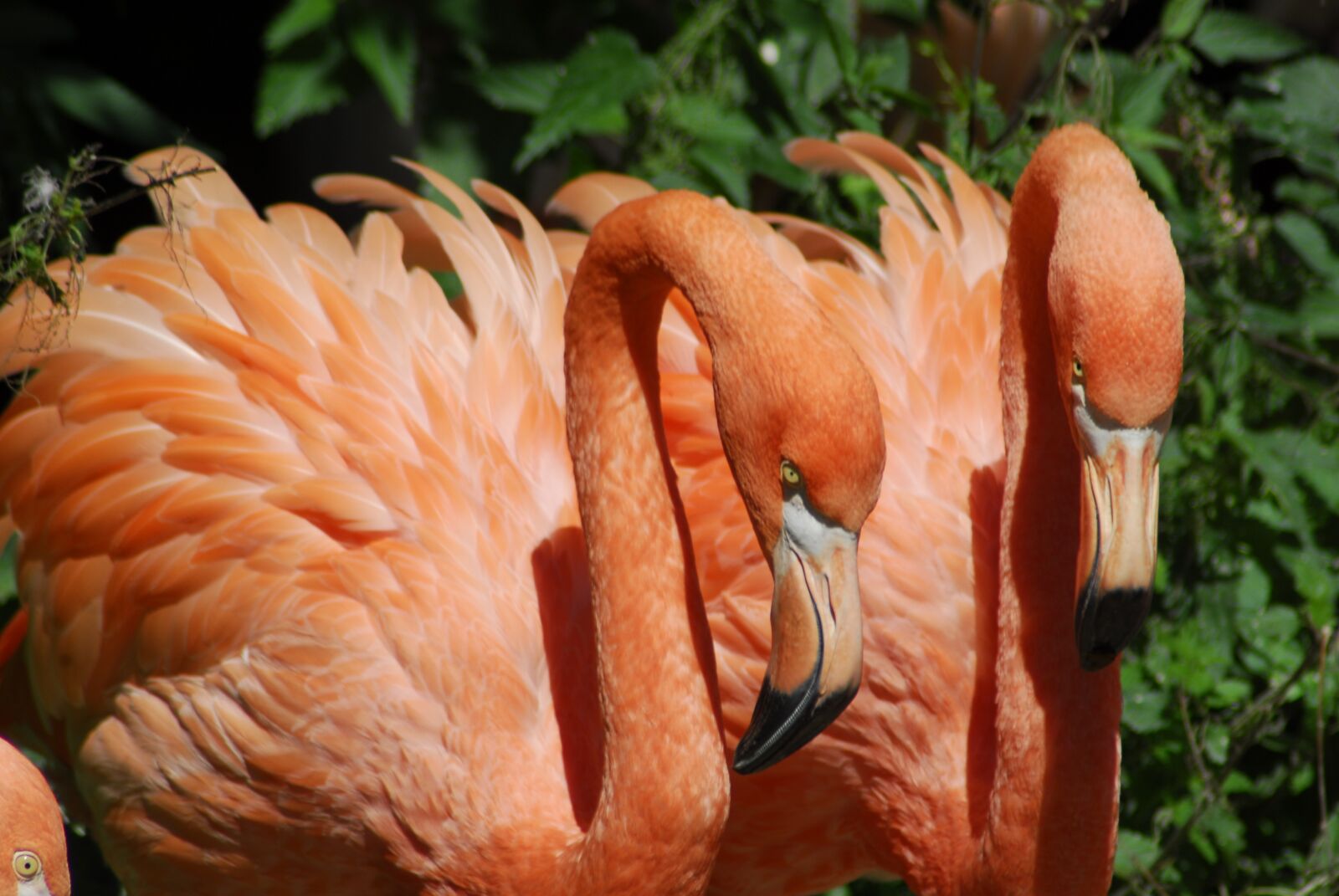 Nikon D200 sample photo. Nature, bird, color photography