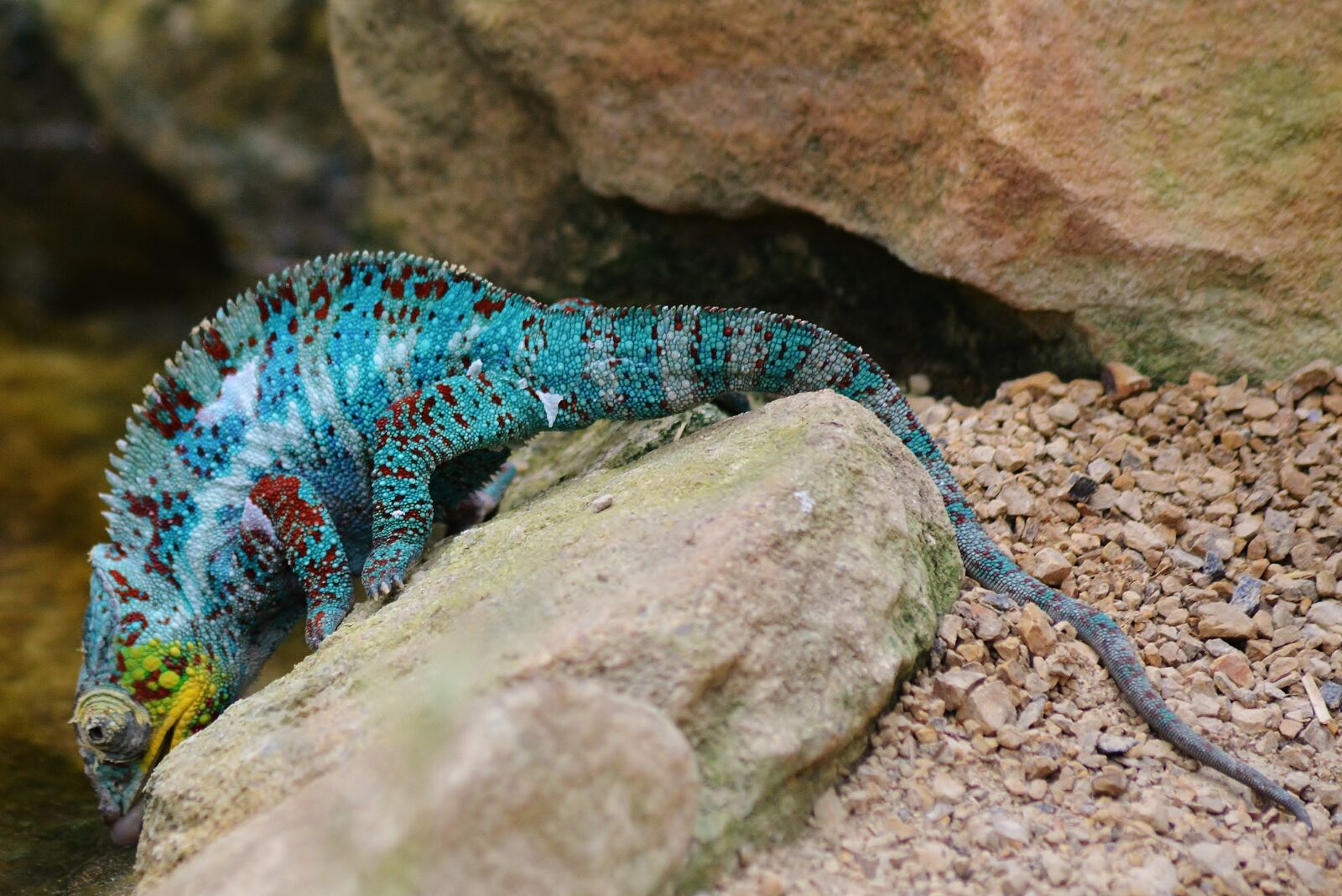 Nikon D5200 sample photo. Chameleon, zoo, tropical photography