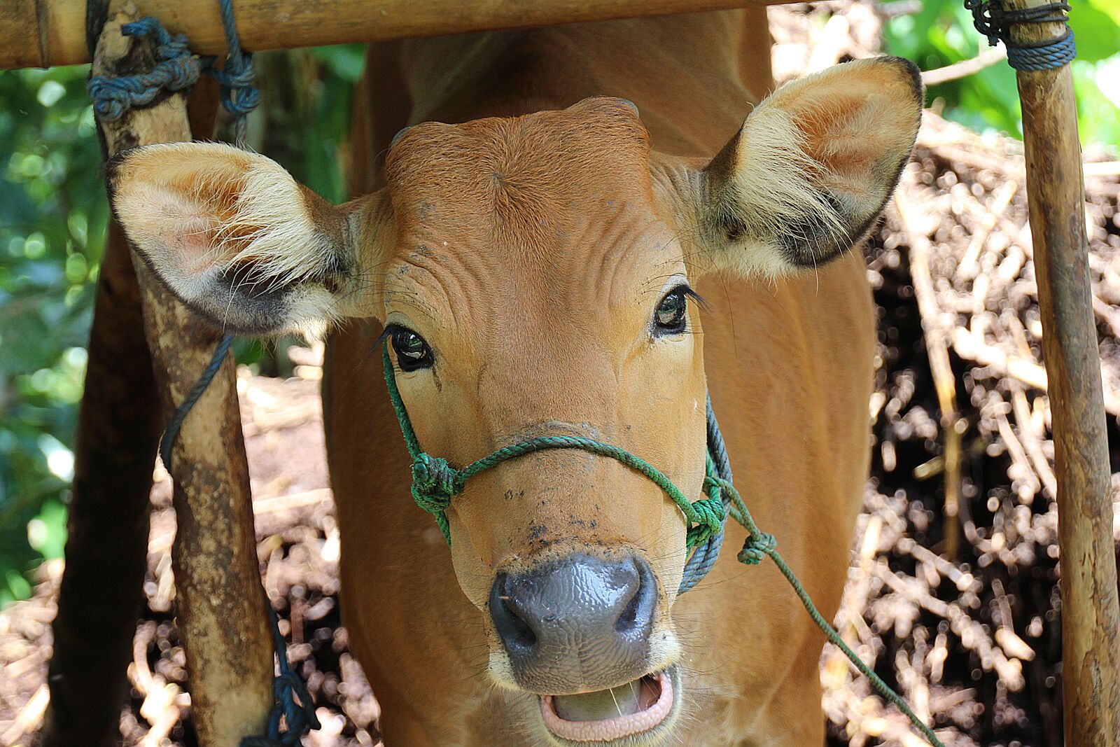 Canon EOS 700D (EOS Rebel T5i / EOS Kiss X7i) sample photo. Bali, cow, portrait photography