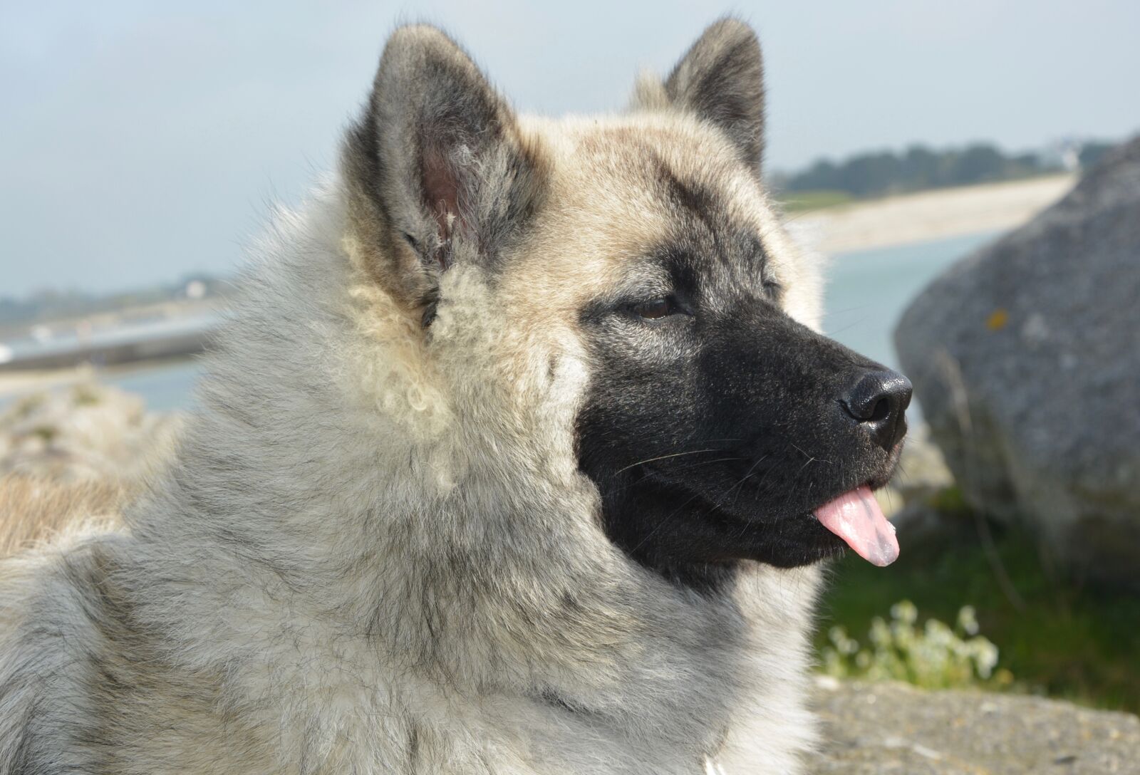 Nikon D5200 sample photo. Bitch nova, dog eurasier photography