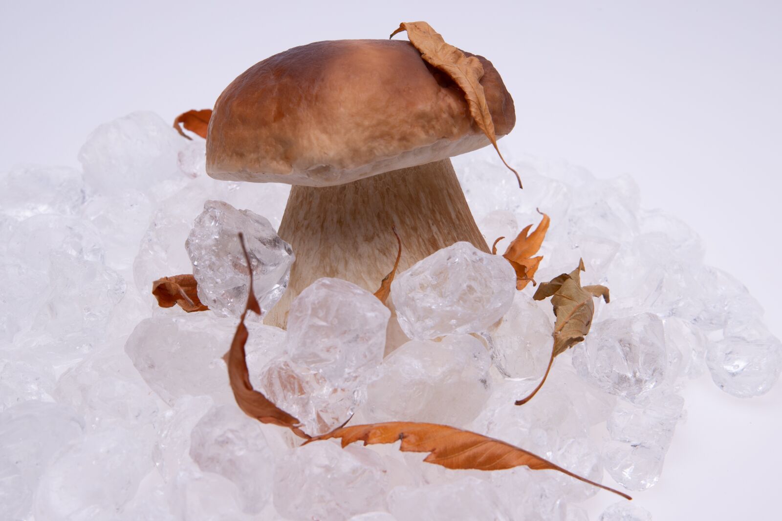 Canon EF 24-70mm F4L IS USM sample photo. Boletus edulis, edible mushroom photography