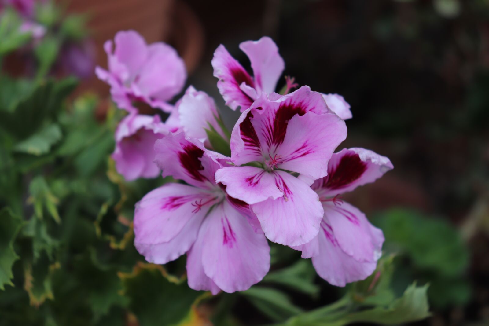 Canon EOS 200D (EOS Rebel SL2 / EOS Kiss X9) sample photo. Flowers, nature, geranium photography