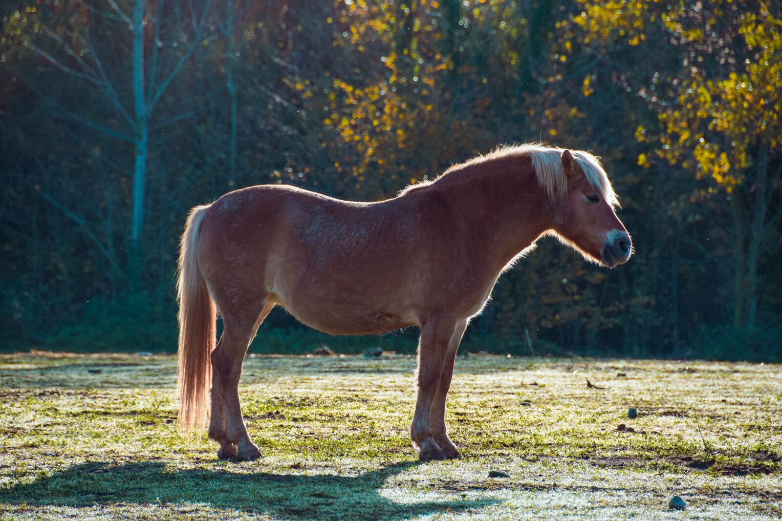 Nikon D5300 sample photo. Horse, equestrian, wild photography