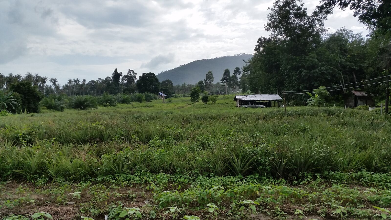 Samsung Galaxy S5 sample photo. Fields, jungle, nature, rain photography