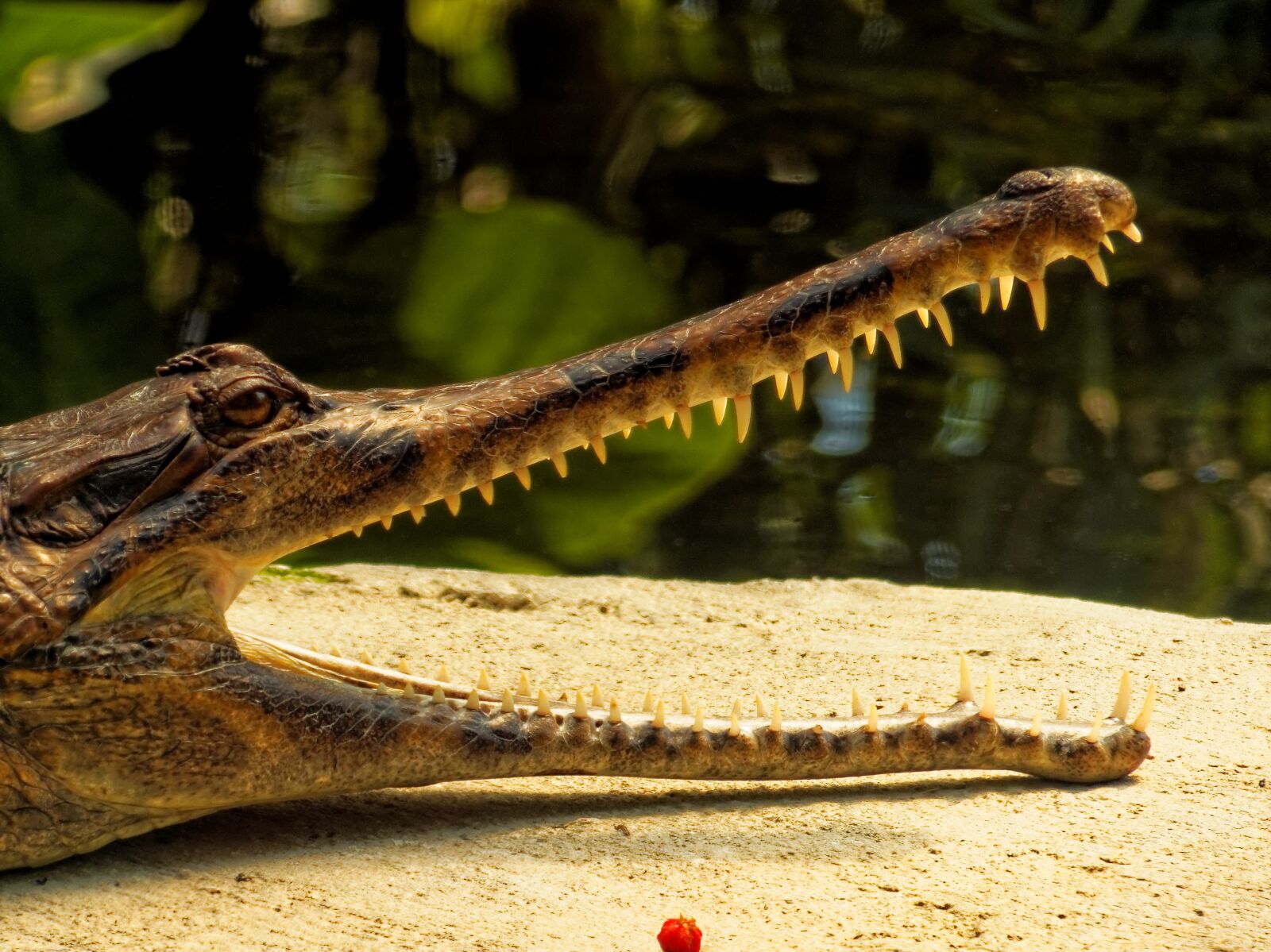 Panasonic Lumix DMC-FZ200 sample photo. Nature, animal, crocodile photography