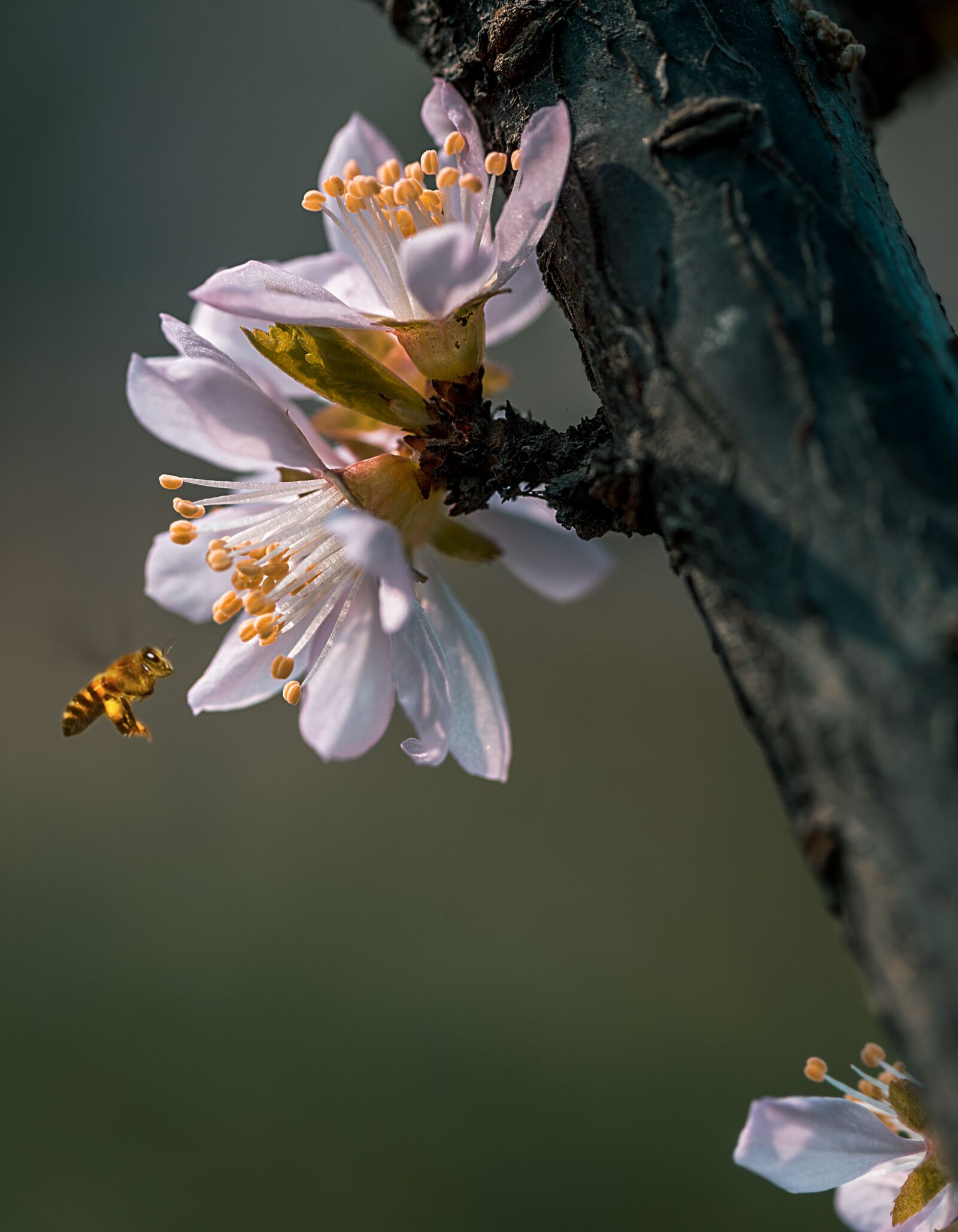 Nikon D810 sample photo. Flower, nature, flora photography