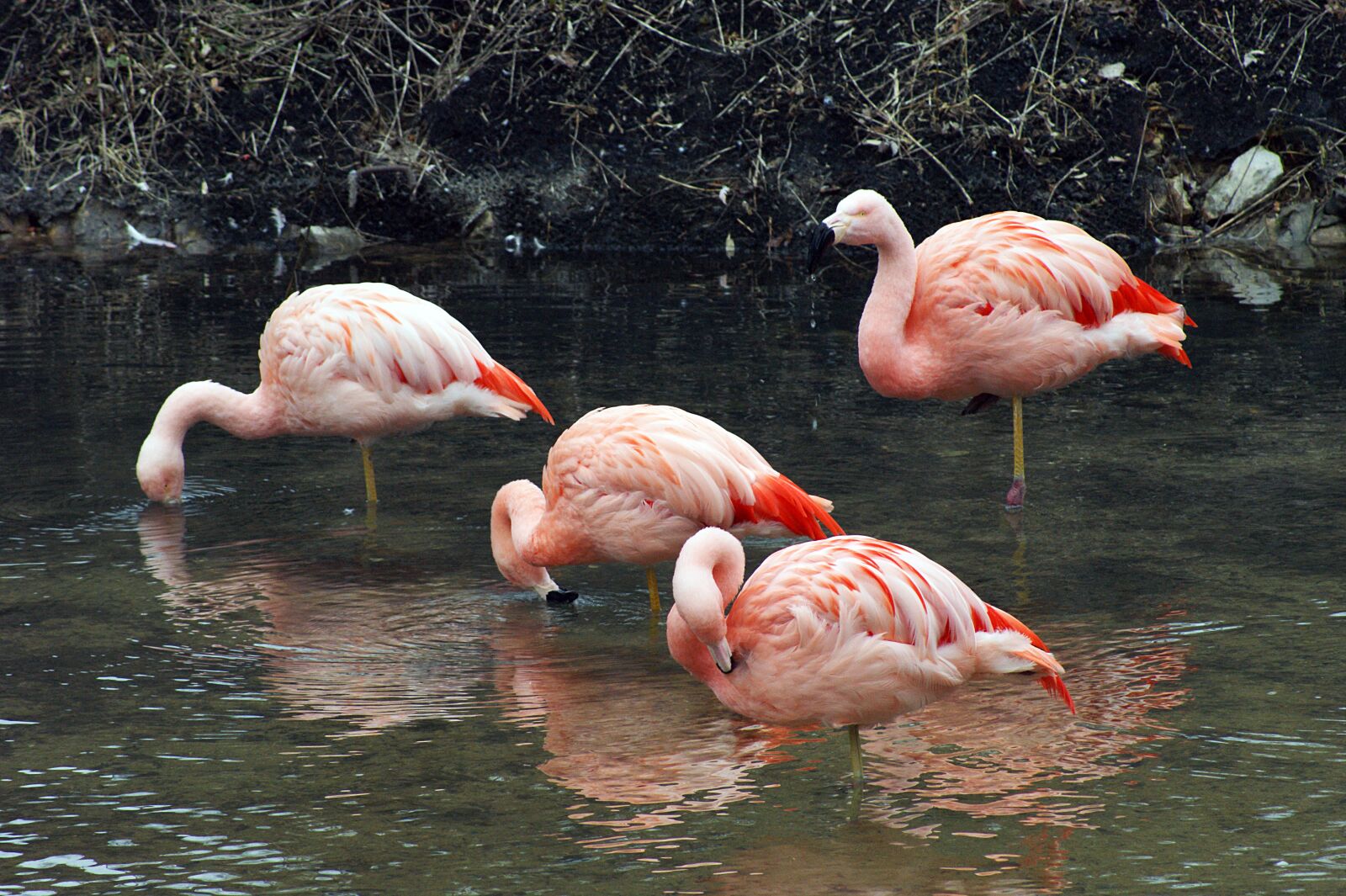 Sony Alpha DSLR-A350 sample photo. Pink flamingo, park, birds photography