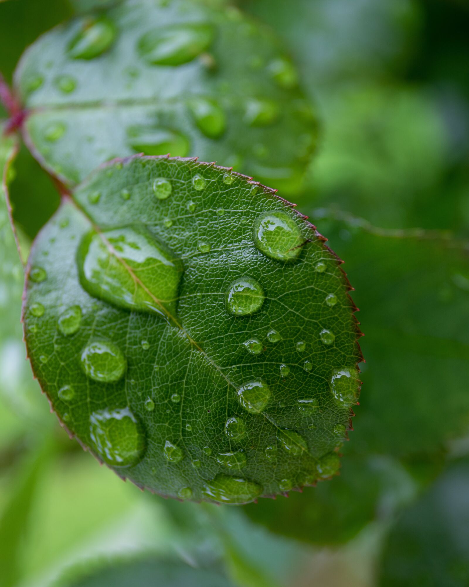 Canon EOS 6D Mark II sample photo. Leaf, rose, roseleaf photography