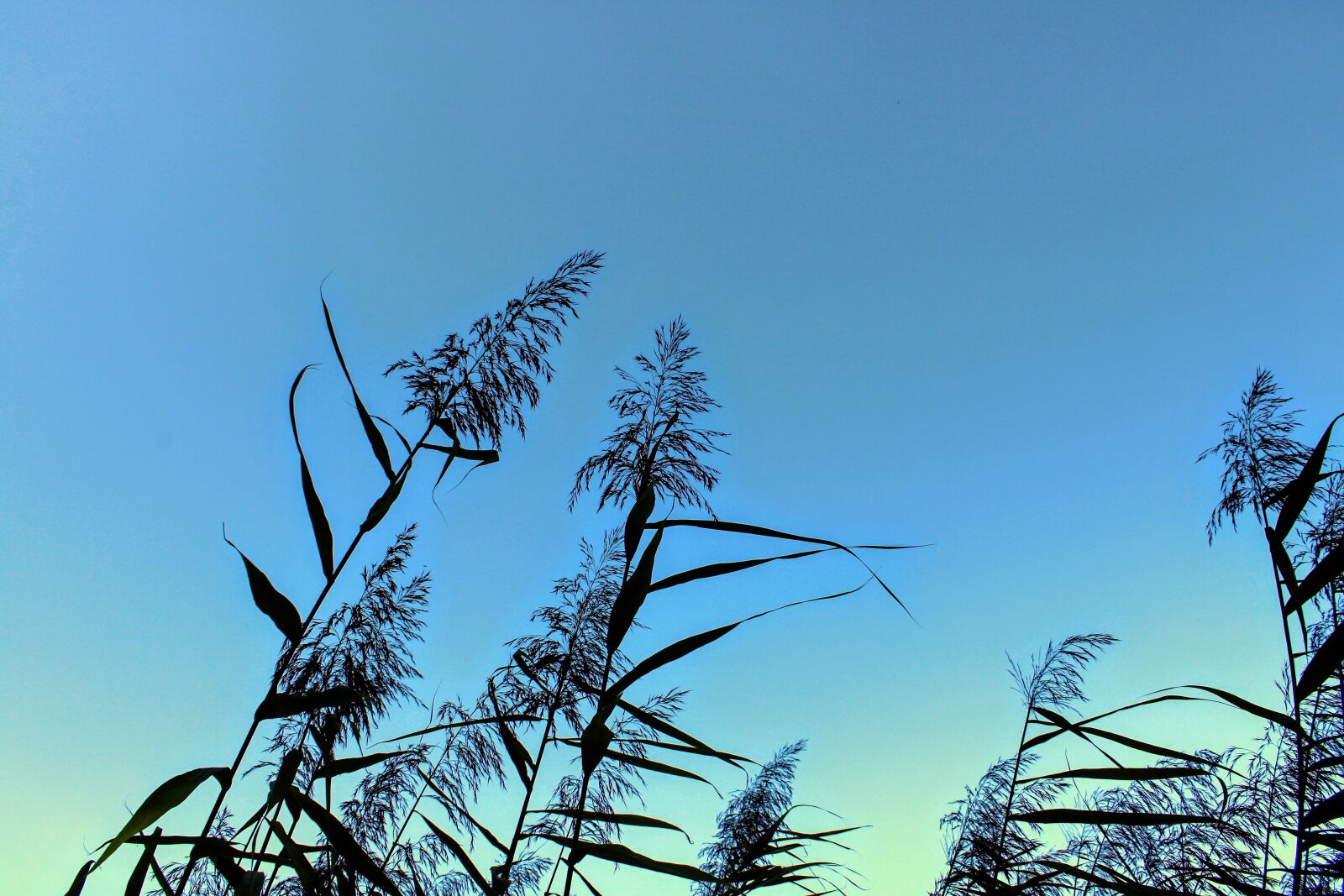Canon EOS 2000D (EOS Rebel T7 / EOS Kiss X90 / EOS 1500D) sample photo. Sky, nature, reed photography