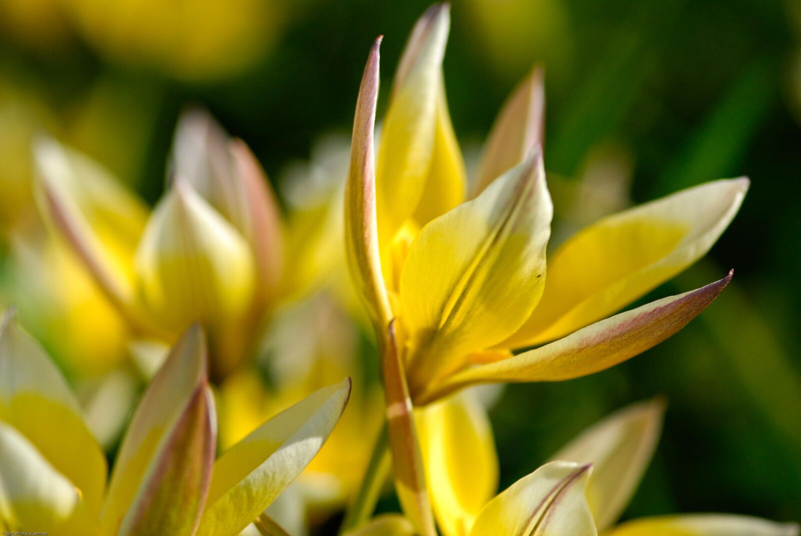 Nikon D200 sample photo. Crocus, flowers, flower photography