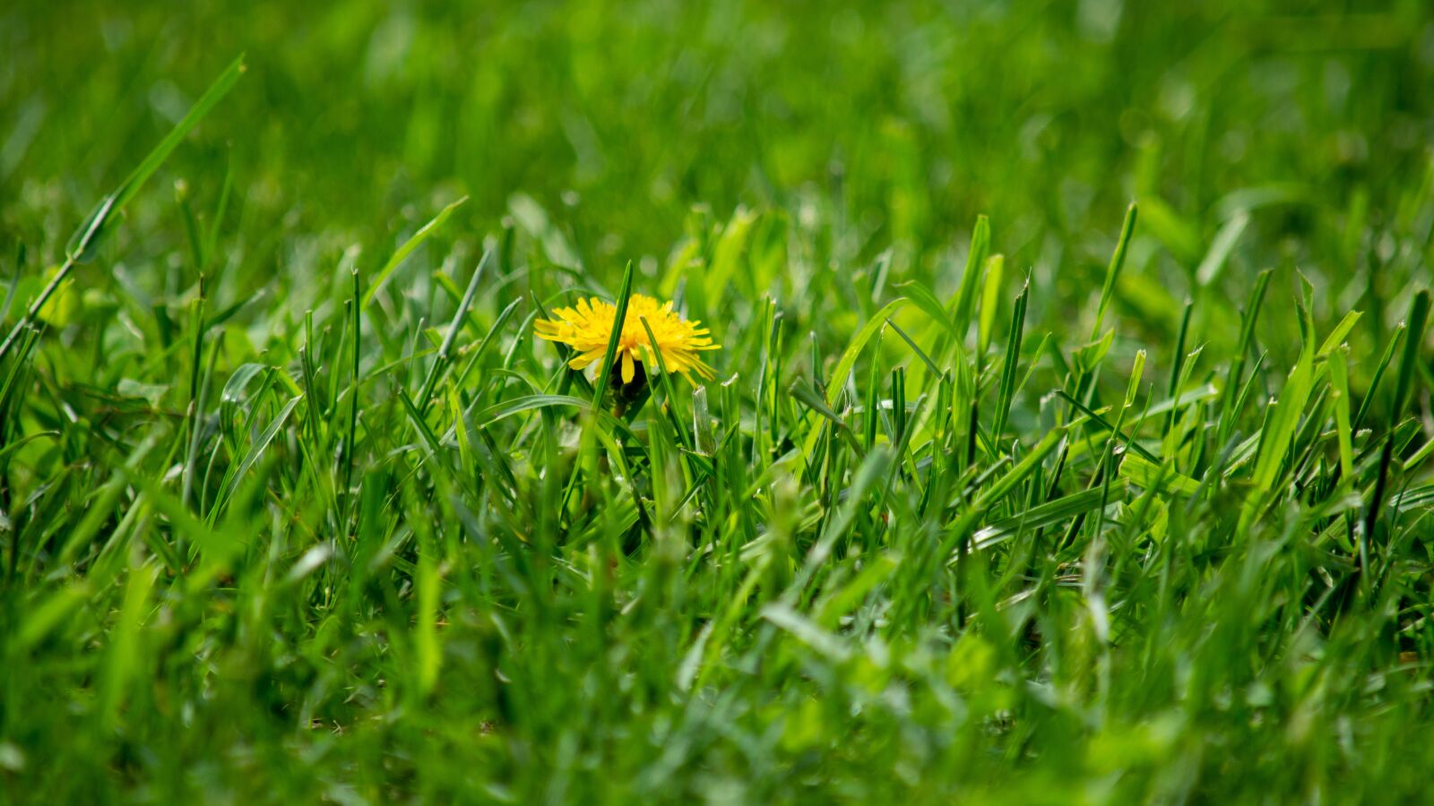 Nikon D3200 sample photo. Dandelion, grass, flower photography