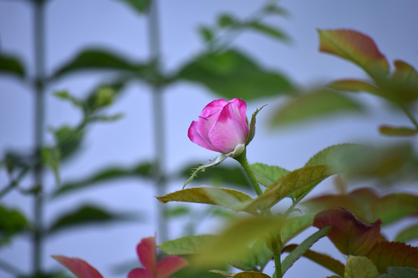Nikon D5300 sample photo. Rose, flower, bloom photography