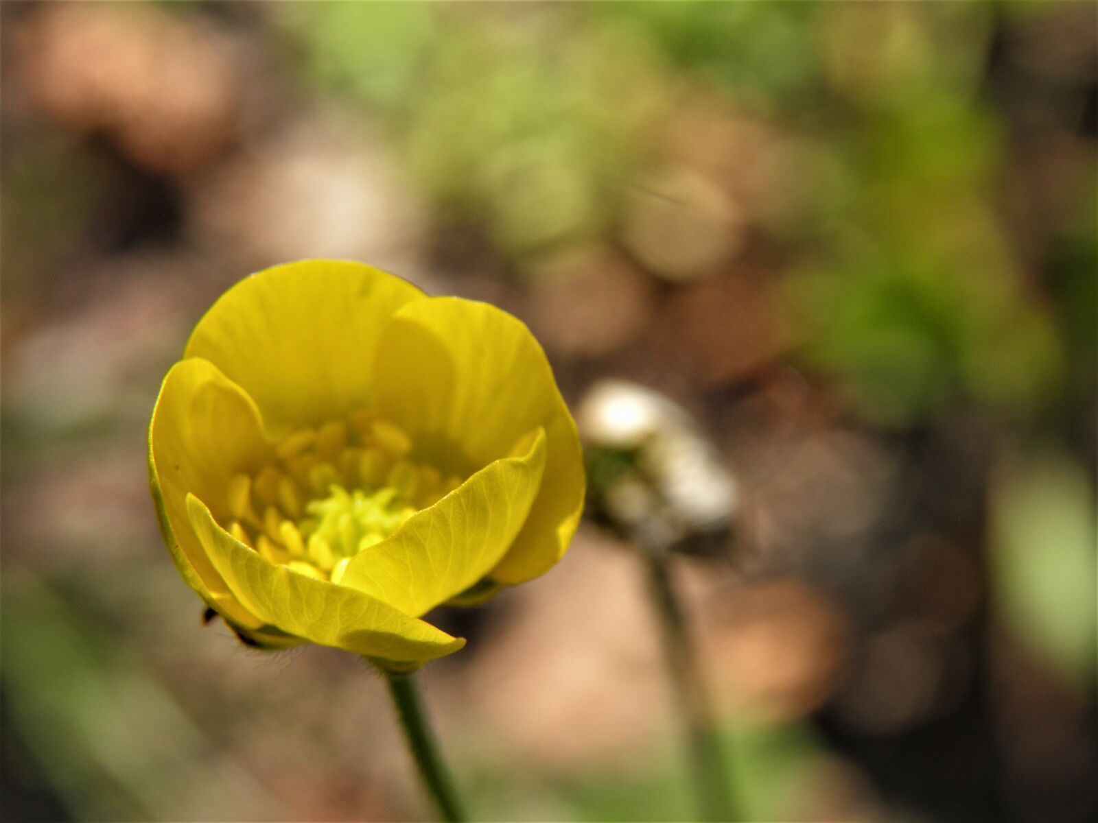 Olympus SP800UZ sample photo. Yellow, flower, spring photography
