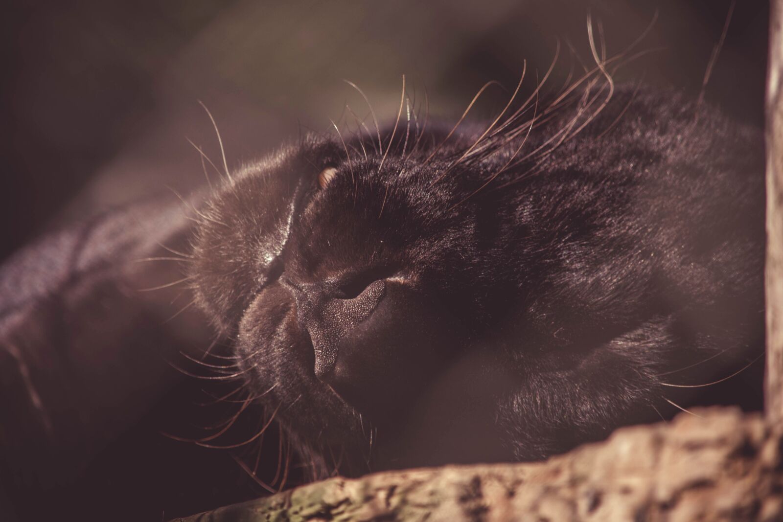 Nikon D5200 sample photo. Black leopard, cat, portrait photography