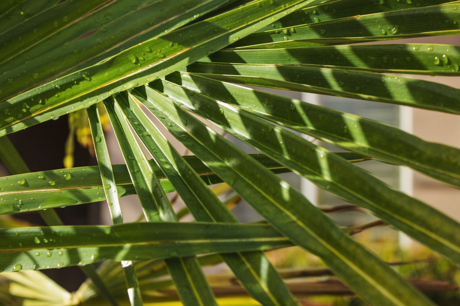 Canon EOS 600D (Rebel EOS T3i / EOS Kiss X5) sample photo. Palm, dew, droplet photography