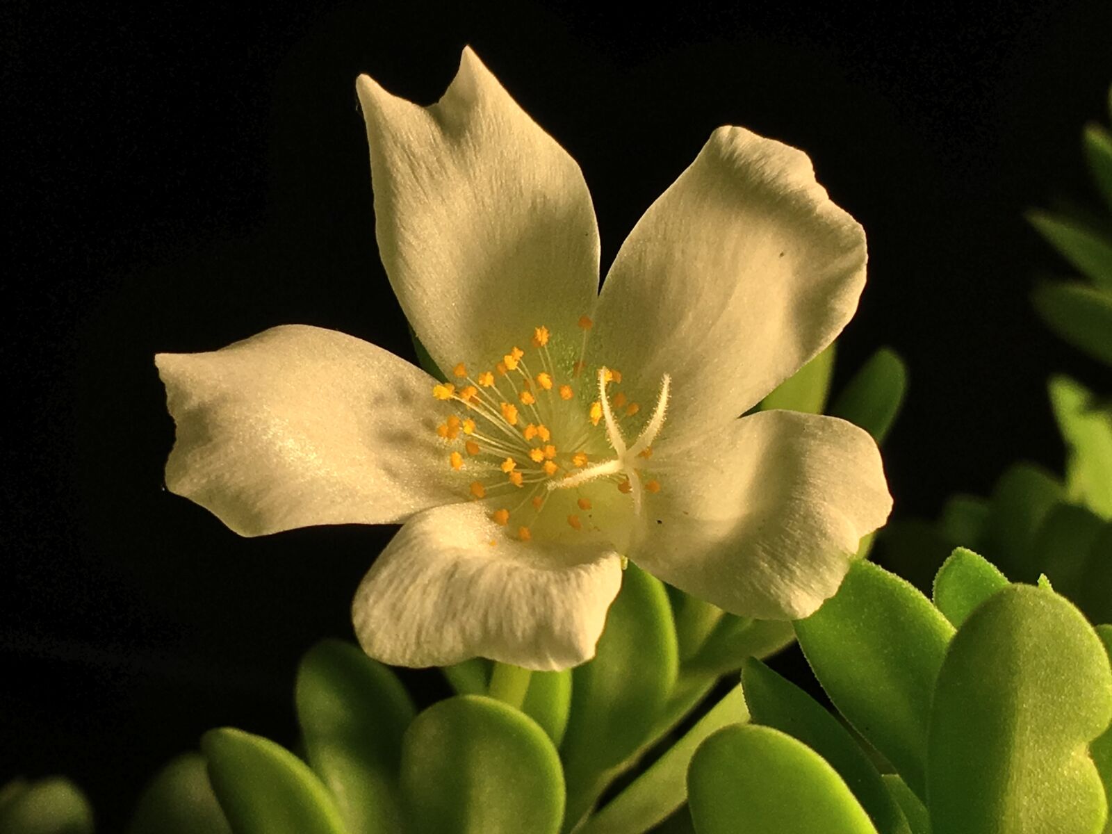 Apple iPhone 6s Plus sample photo. White flower, white petals photography