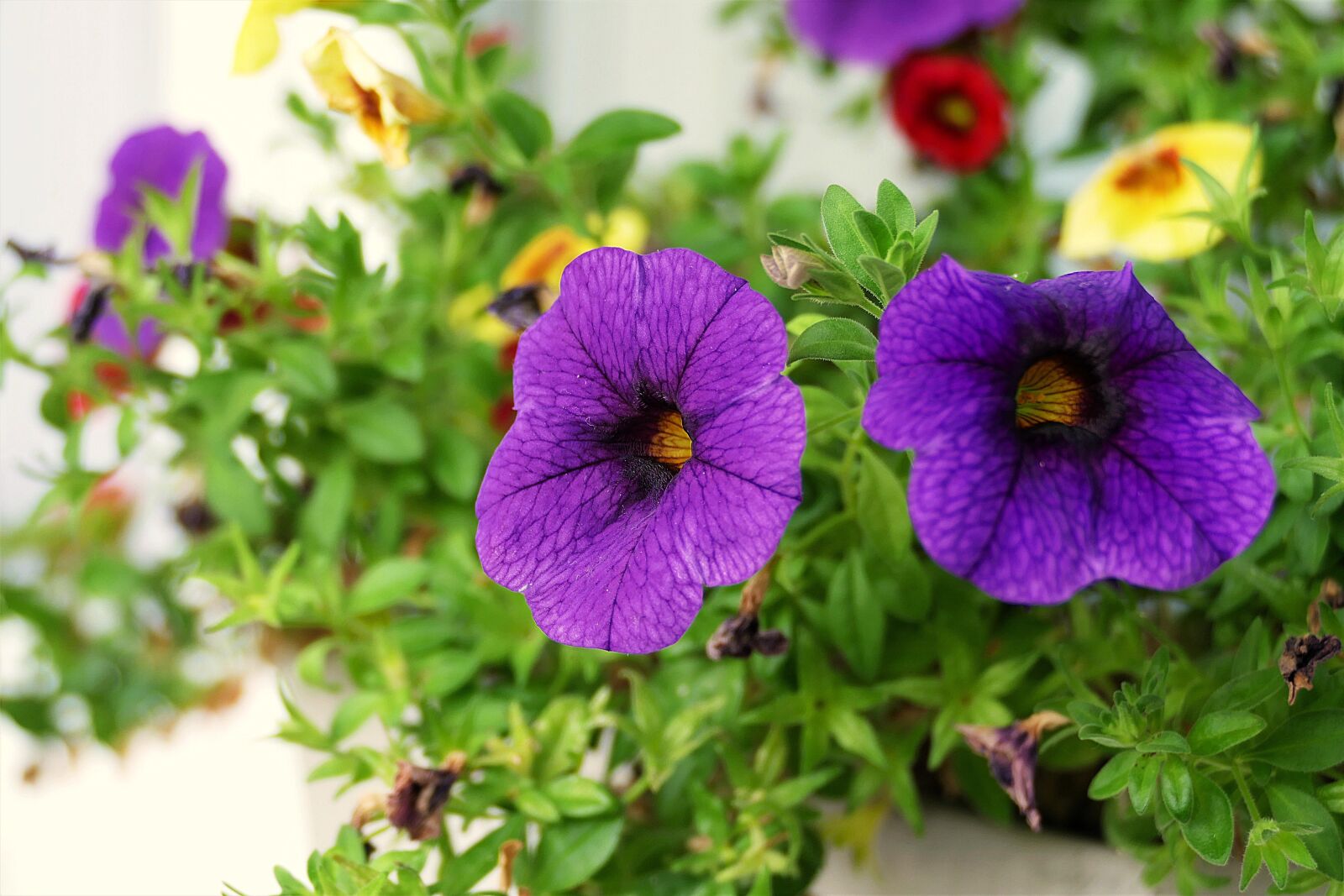 Panasonic Lumix DMC-FZ1000 sample photo. Balcony plant, blossom, bloom photography