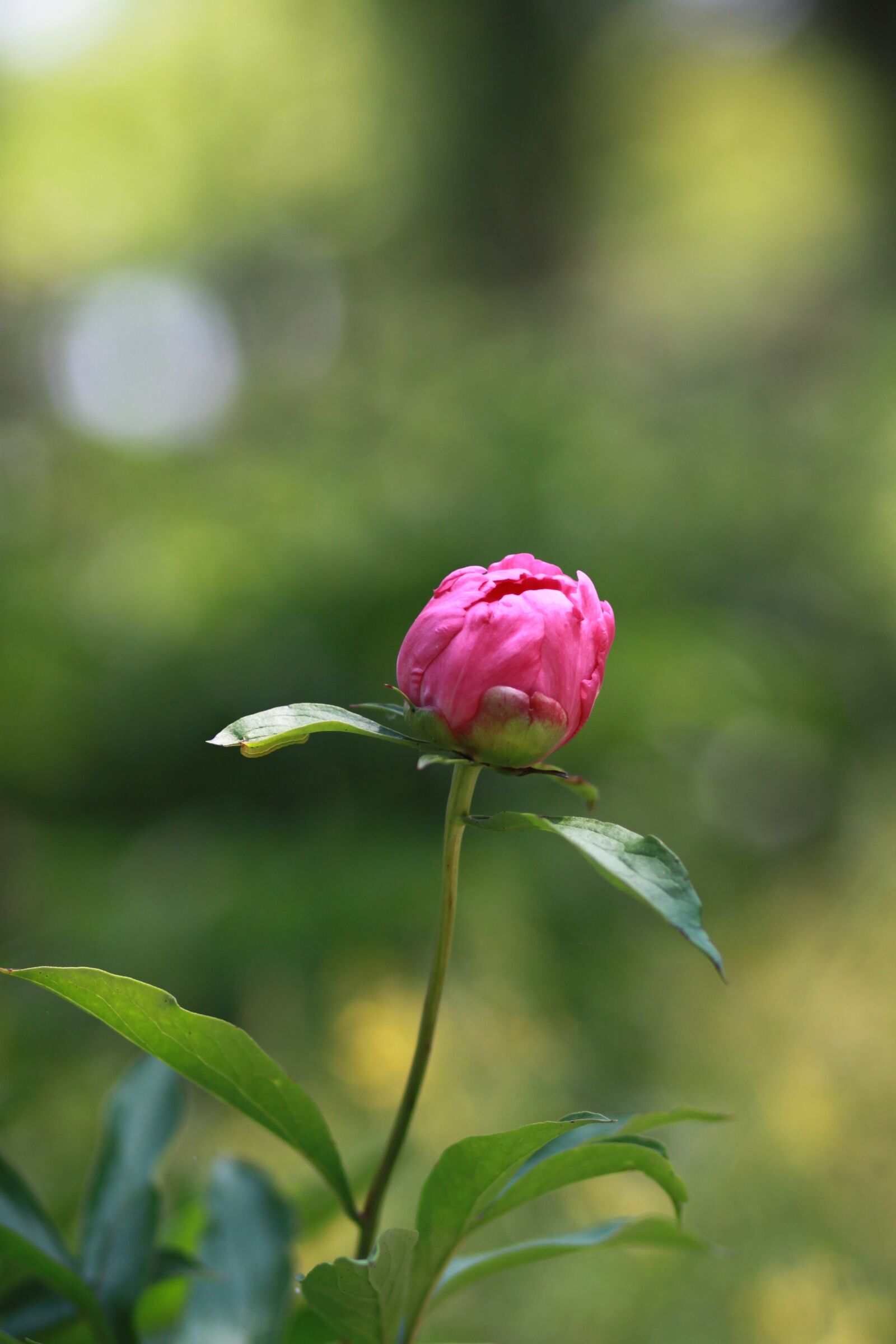 Canon EOS 500D (EOS Rebel T1i / EOS Kiss X3) sample photo. Nature, plants, flowers photography
