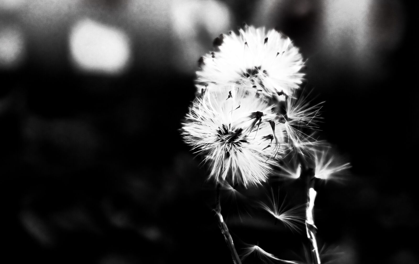 Fujifilm X-T30 sample photo. Black, white, flower photography