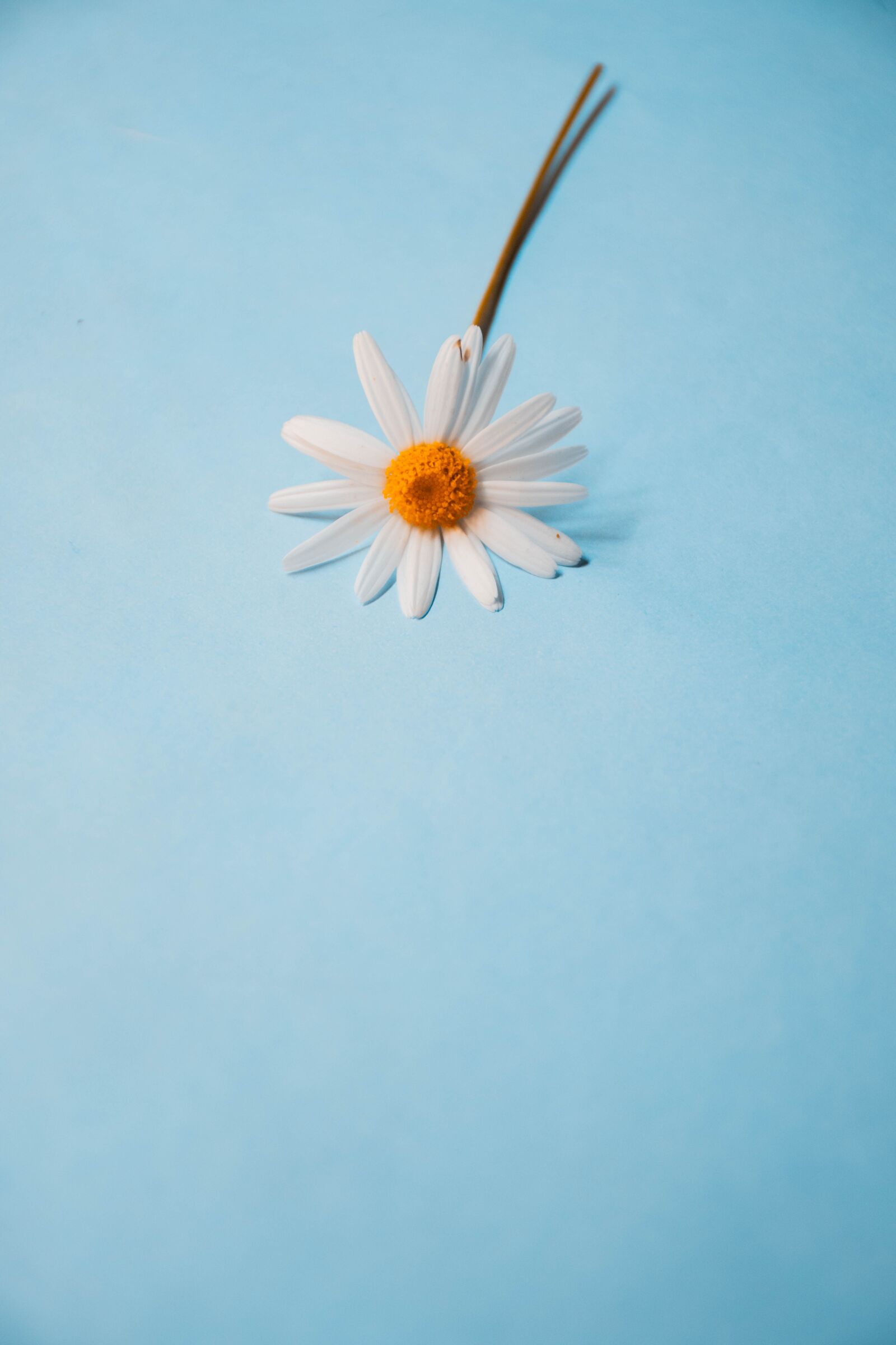 Nikon D7200 sample photo. Plant, garden, colorful photography