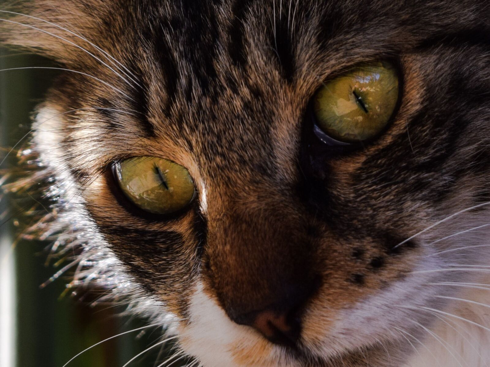 Nikon D3300 sample photo. Cat, eyes, animal photography