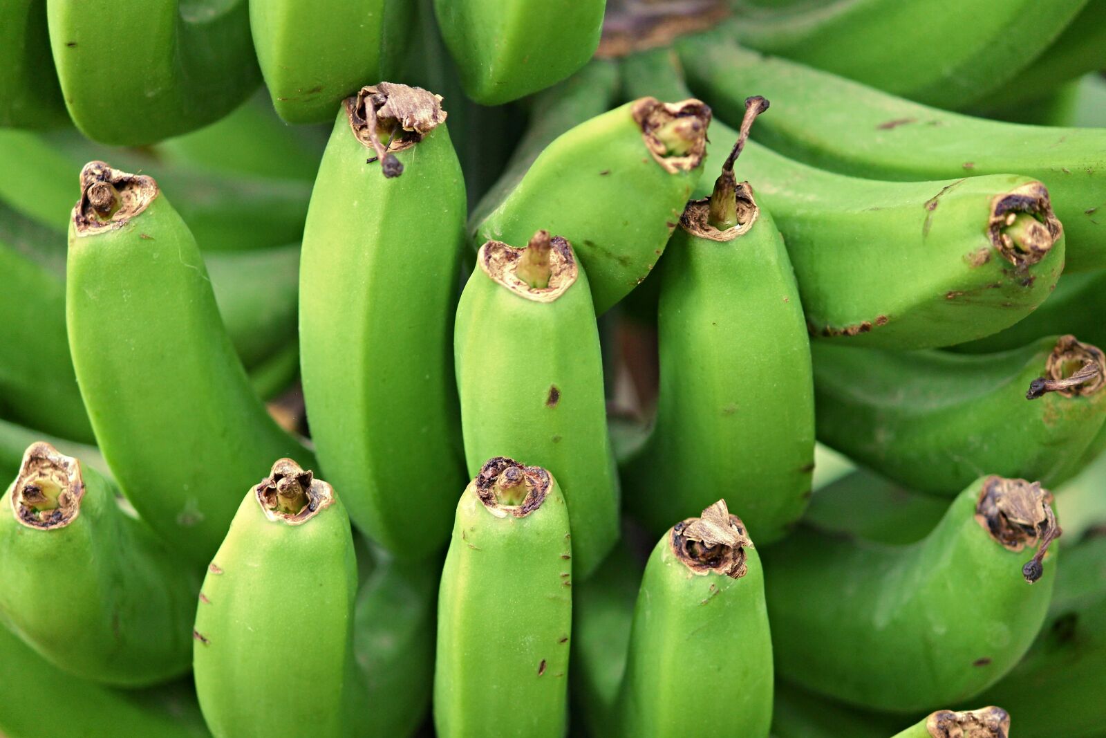 Canon EOS 1100D (EOS Rebel T3 / EOS Kiss X50) sample photo. Bananas, banana shrub, tropical photography