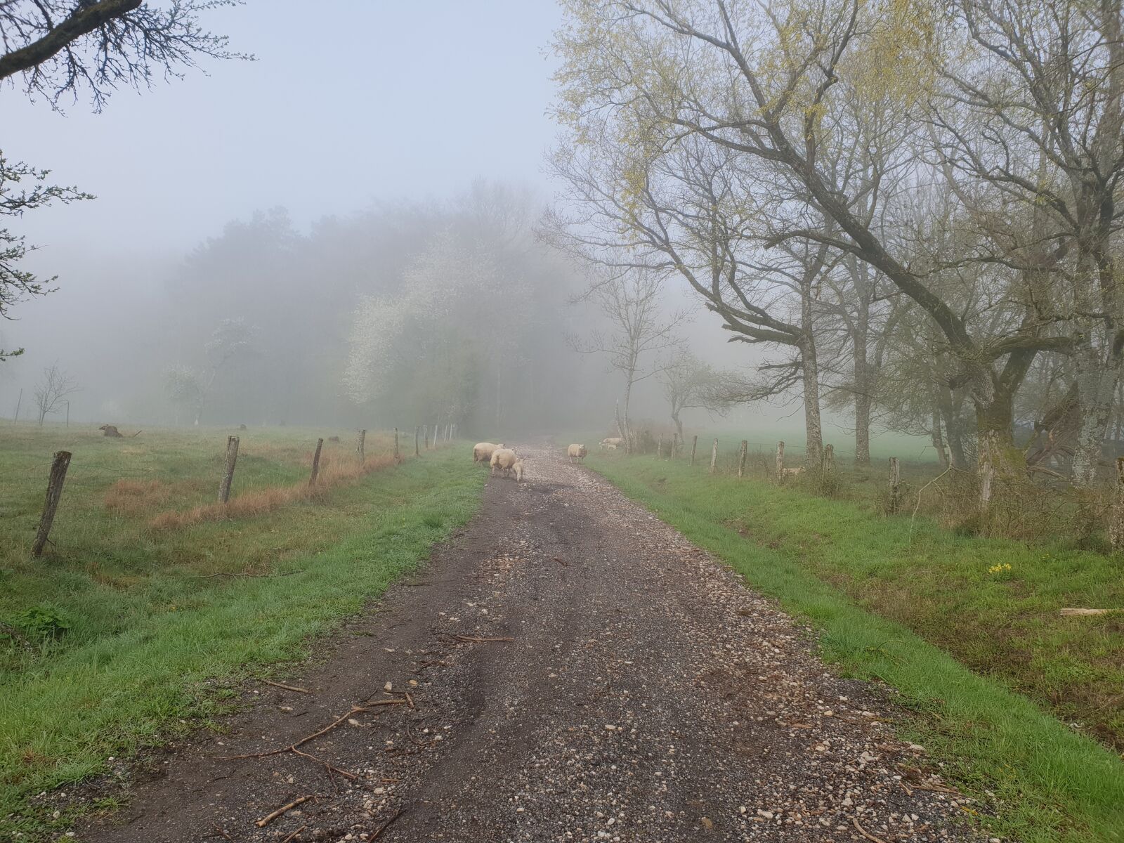 Samsung SM-G960F sample photo. Path, fog, sheep photography