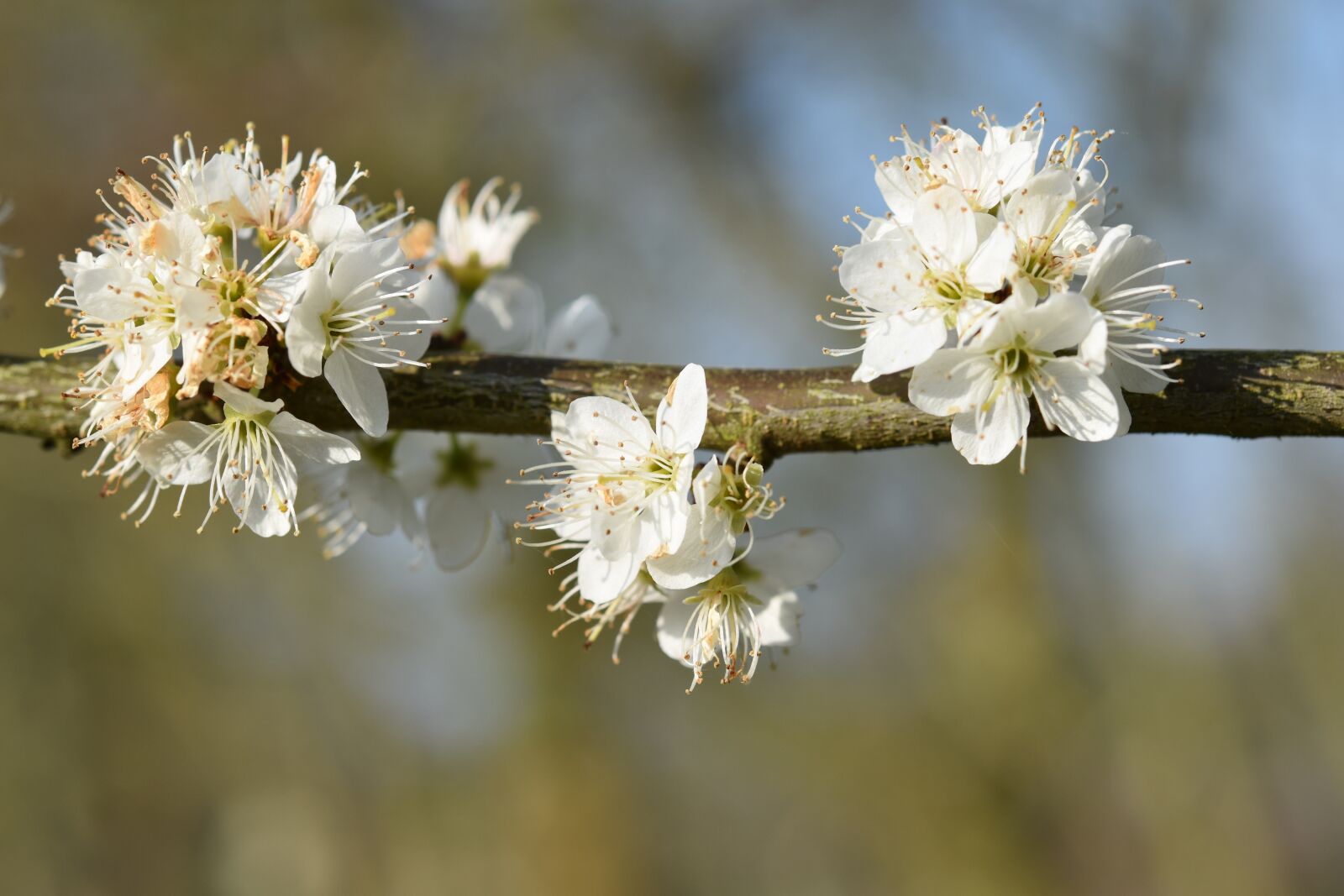 Nikon D5600 sample photo. Branch shrub flower, white photography