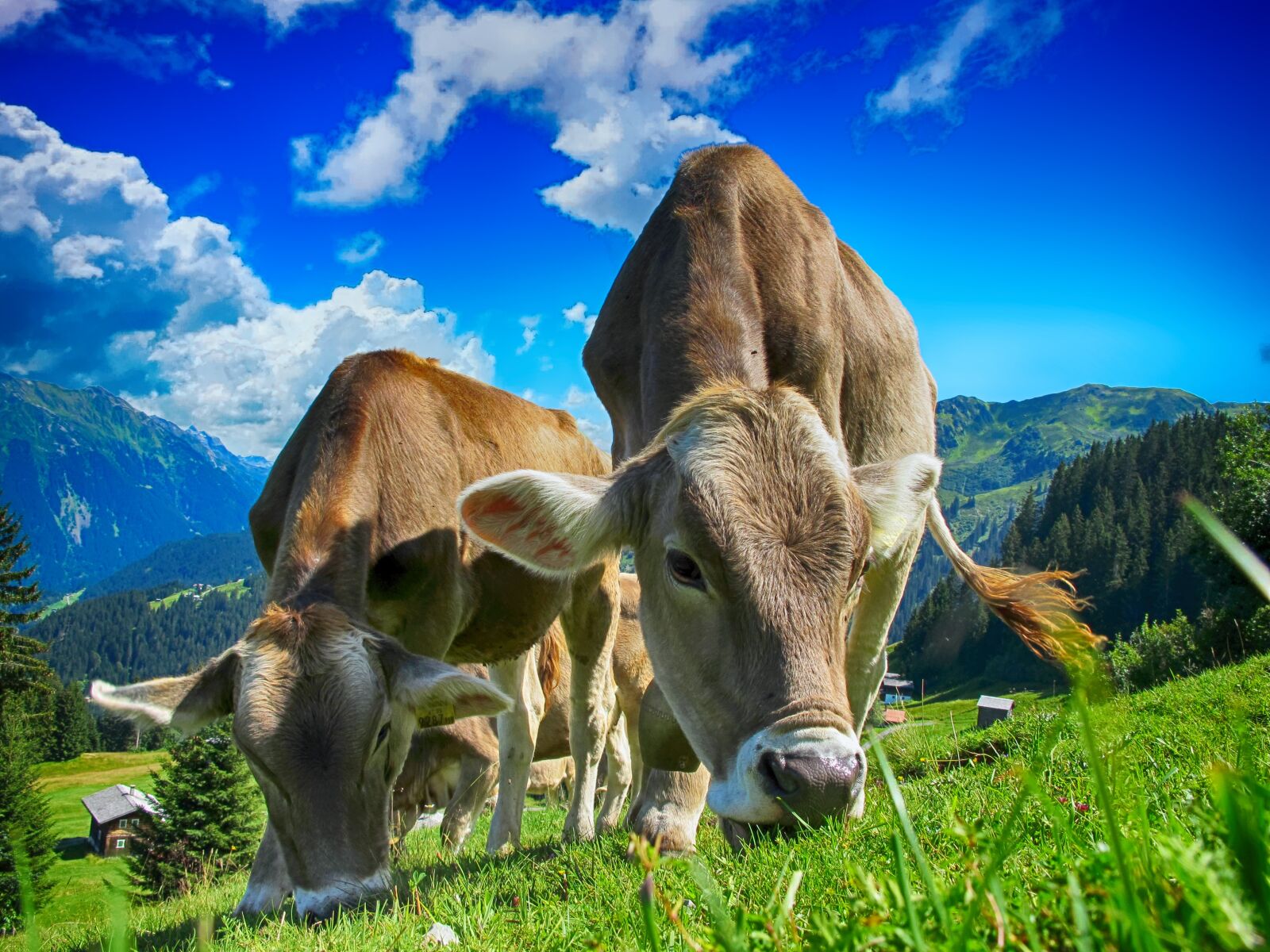 Canon PowerShot G11 sample photo. Cows, cattle, farm photography