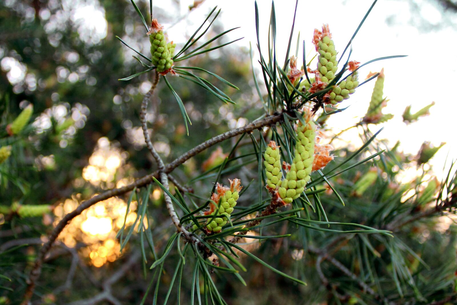 Canon EOS 550D (EOS Rebel T2i / EOS Kiss X4) sample photo. Tree, nature, plant photography