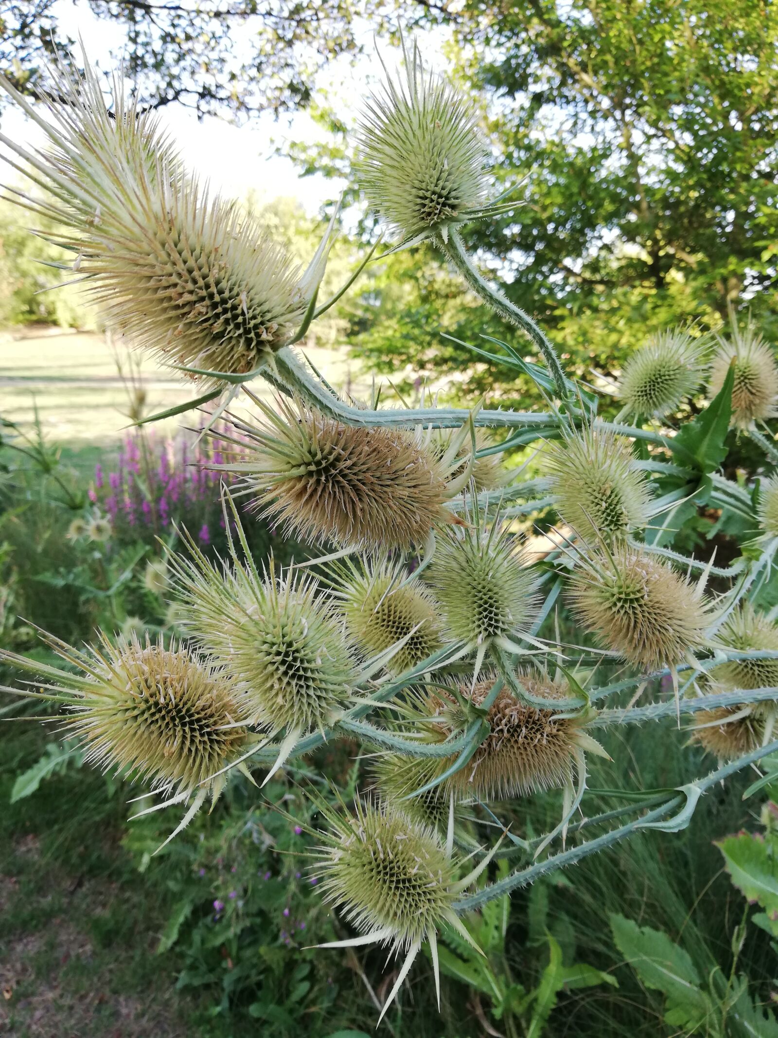 HUAWEI P20 lite sample photo. Thistle, spikes, garden photography