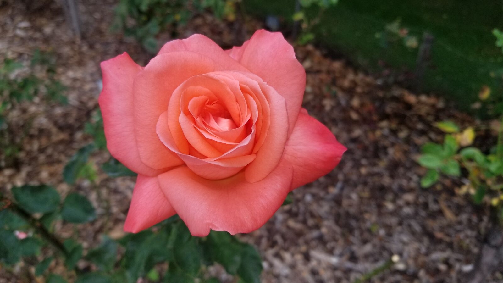 Samsung Galaxy S8 sample photo. Flower, nature, flora photography