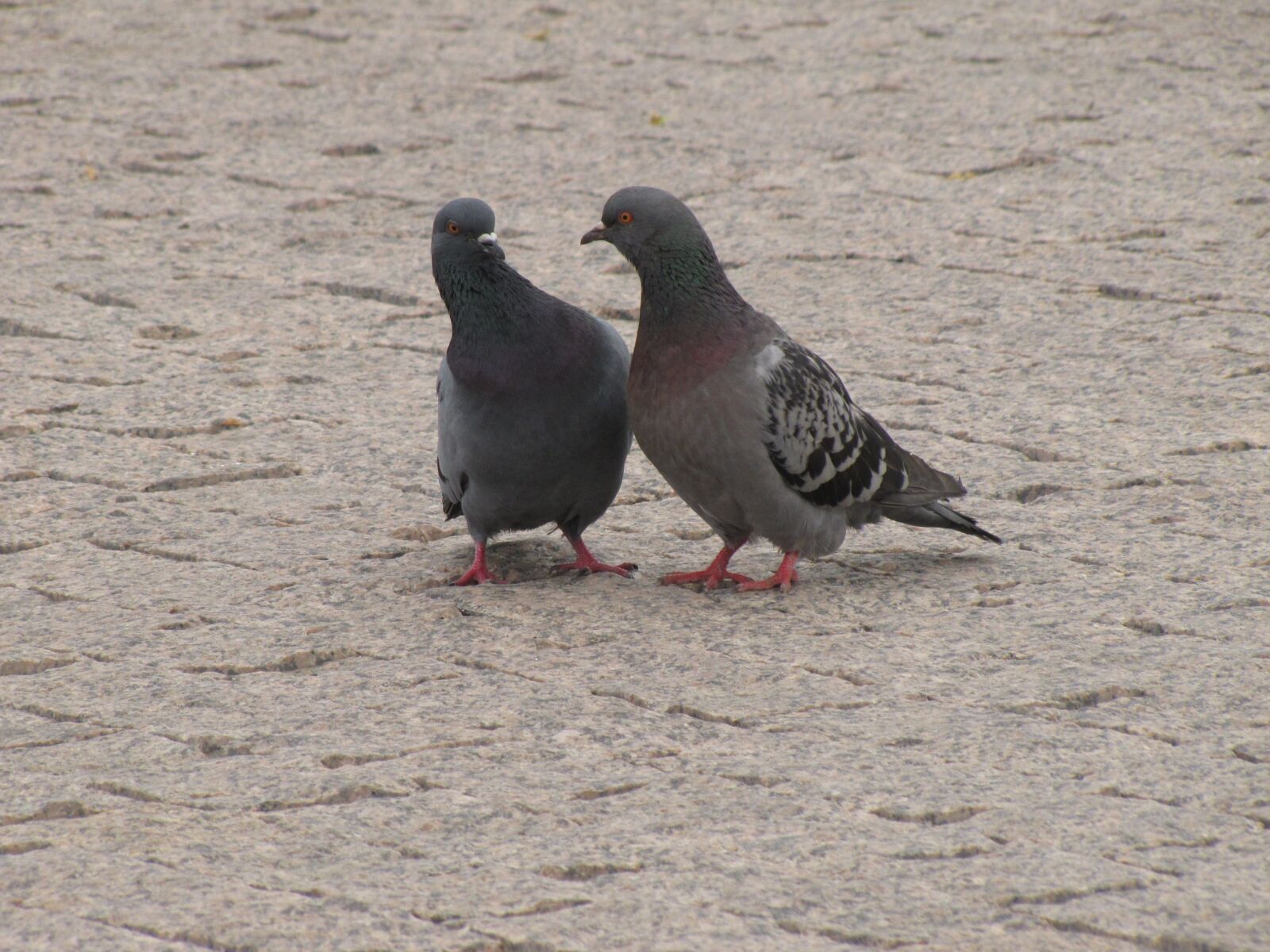 Canon PowerShot SX20 IS sample photo. Love, dove, pigeons photography