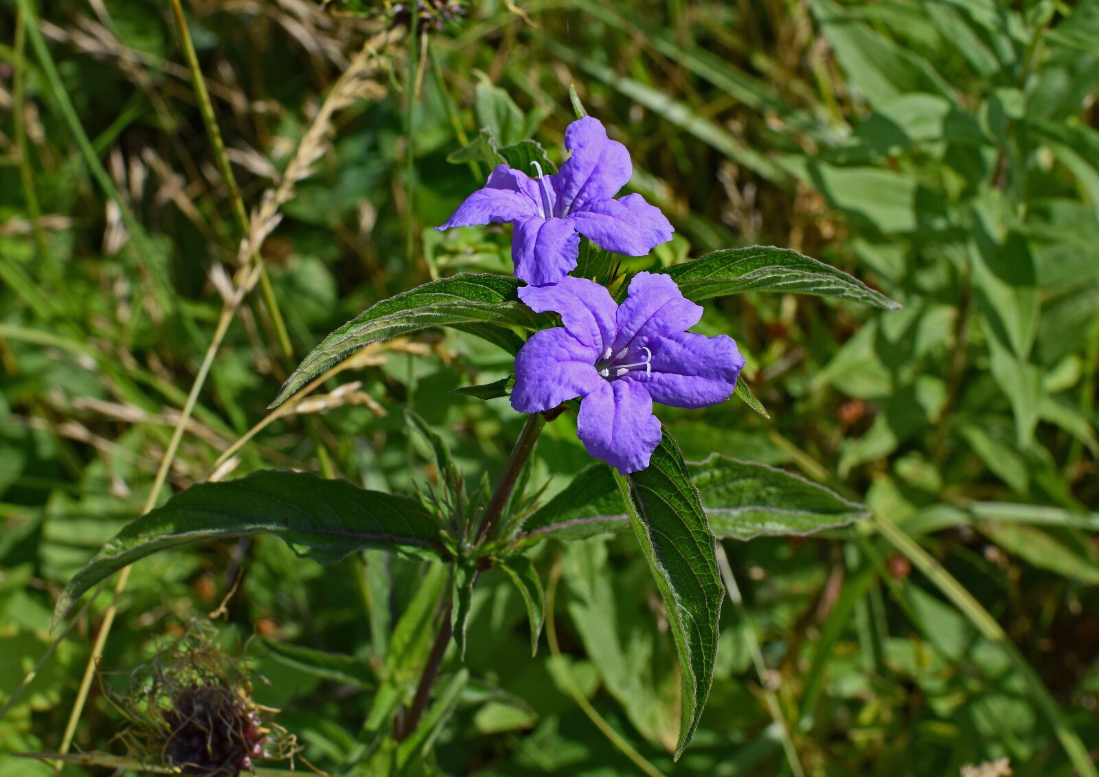 Nikon D3300 sample photo. Wild petunia, petunia, nature photography