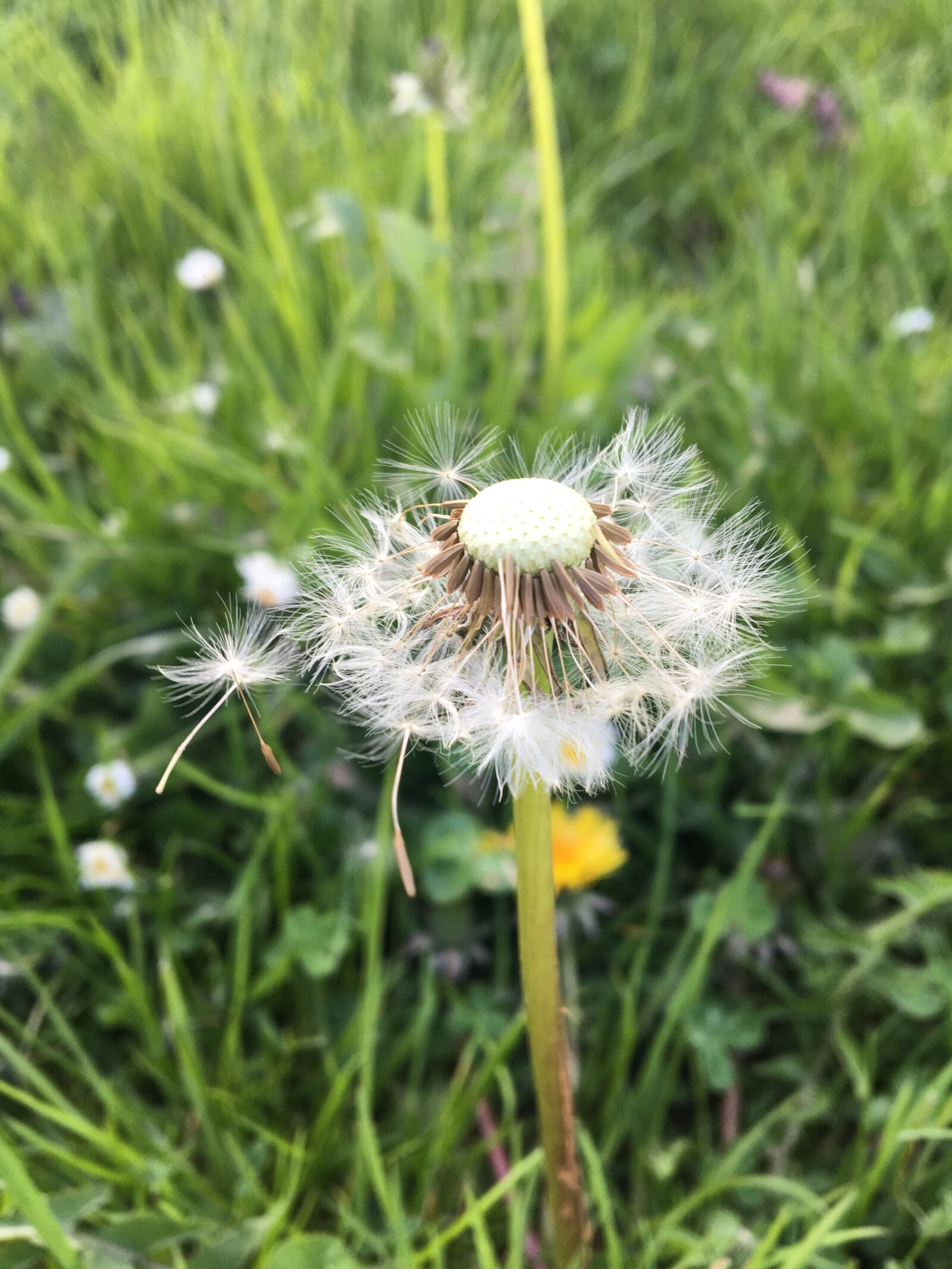Apple iPhone 6s sample photo. Nature, grass, summer photography
