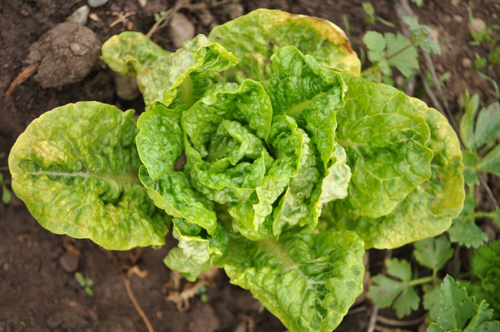 Nikon D90 sample photo. Lettuce, field, farm photography