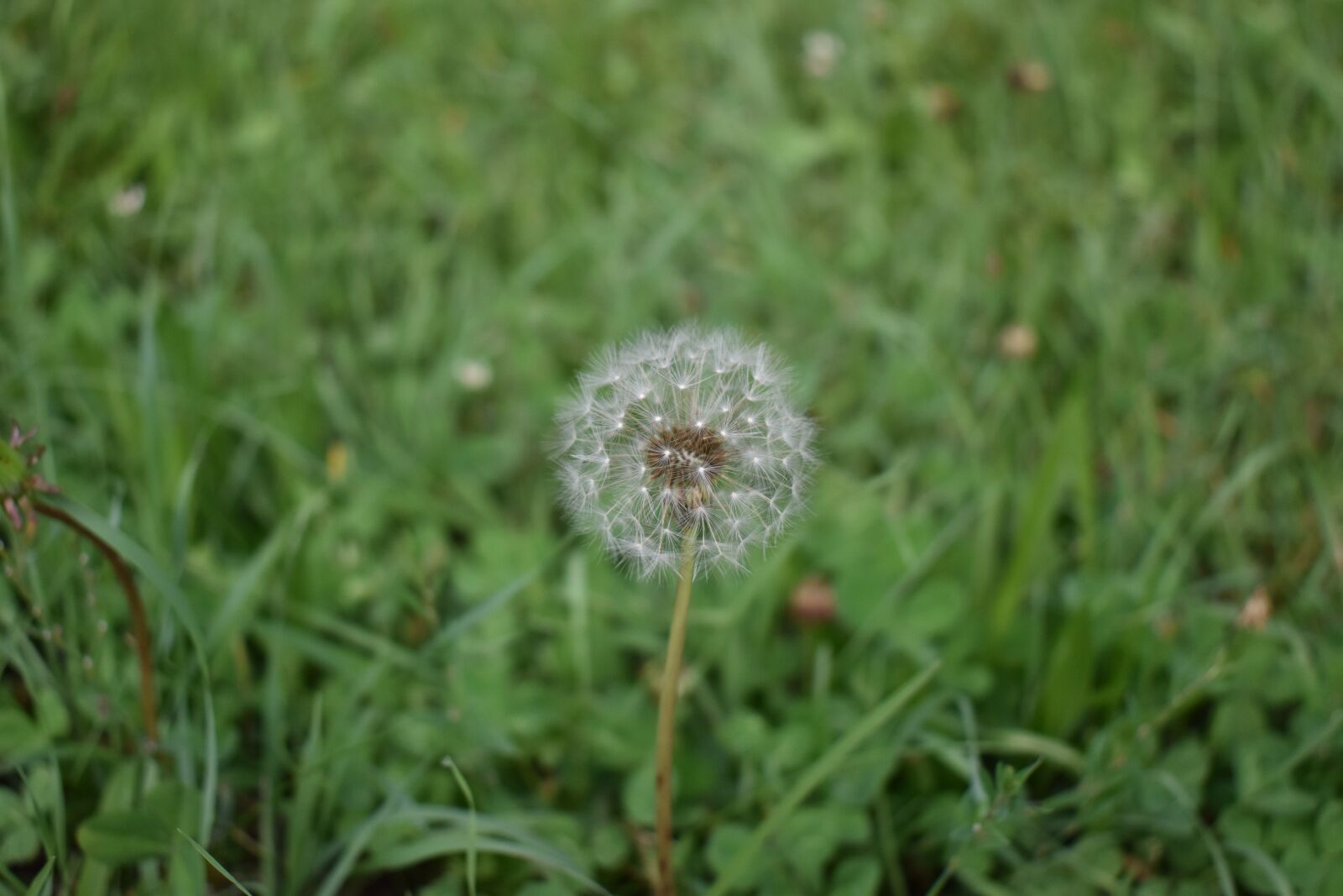 Nikon D3500 sample photo. Dandelion, weed, seeds photography