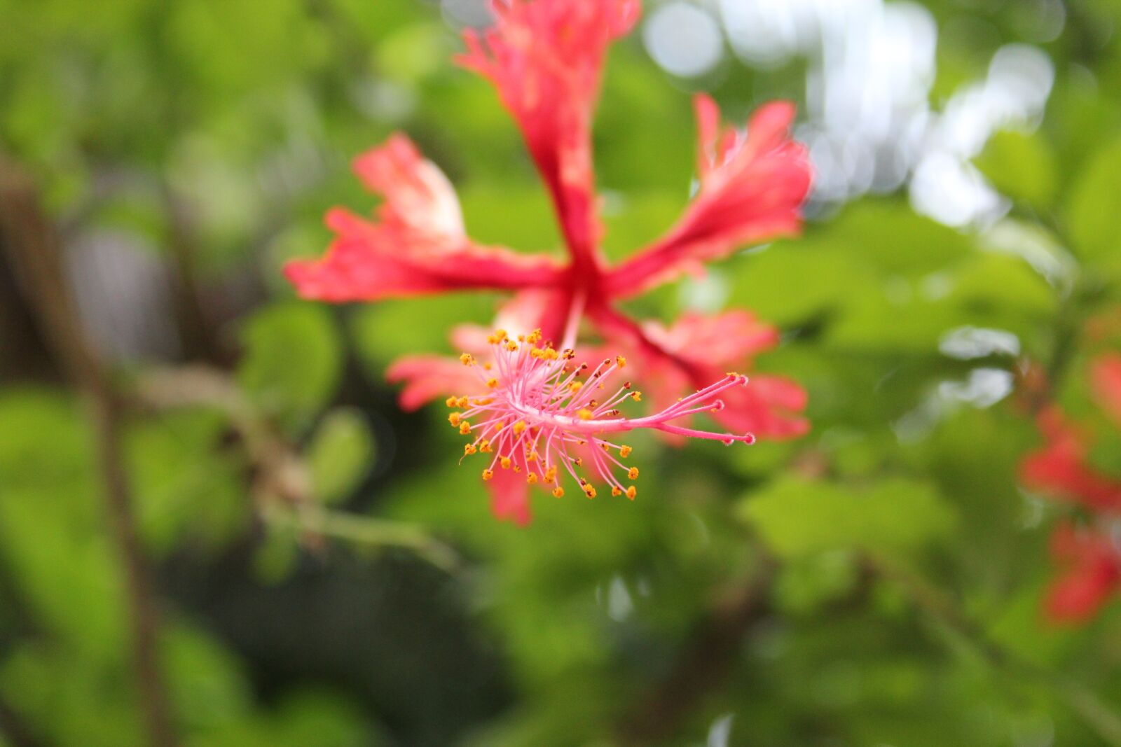 Canon EOS 600D (Rebel EOS T3i / EOS Kiss X5) sample photo. Flower, natures, garden photography