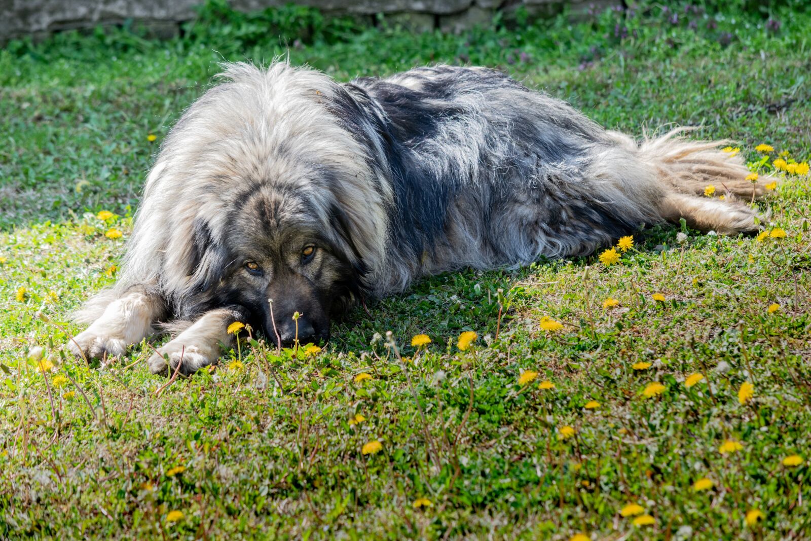 Nikon D3300 sample photo. Dog, animal, cute photography