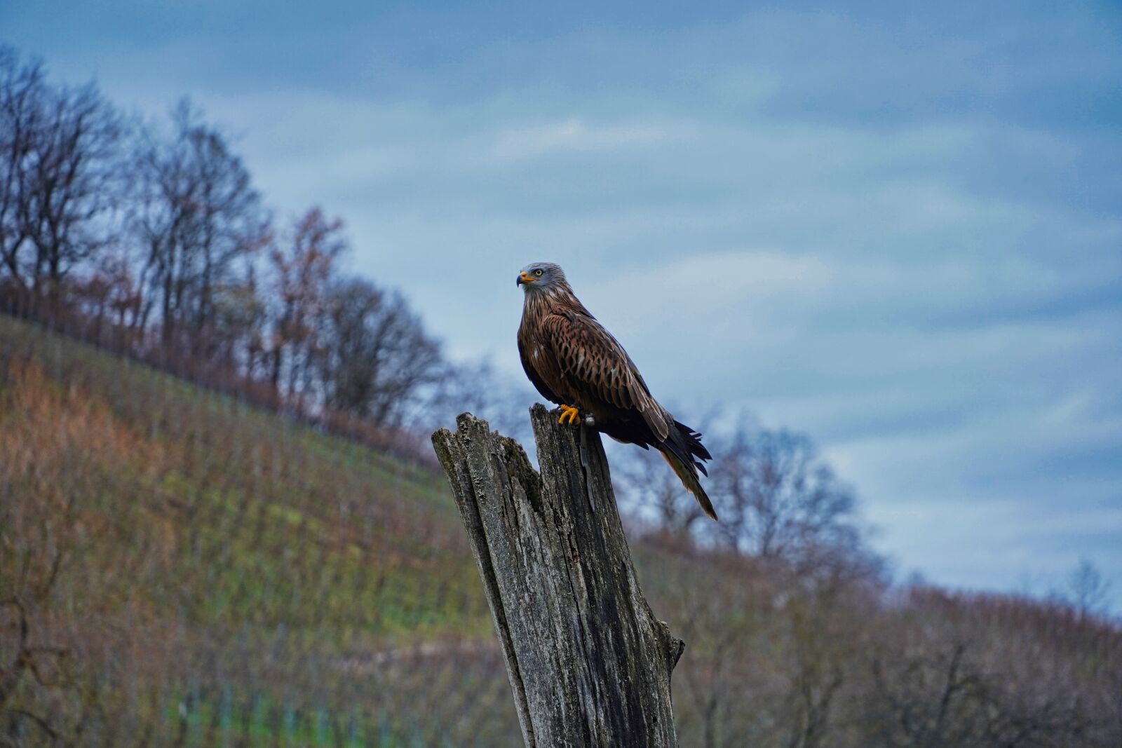 Sony E 18-135mm F3.5-5.6 OSS sample photo. Falcon, flugshow, bird park photography