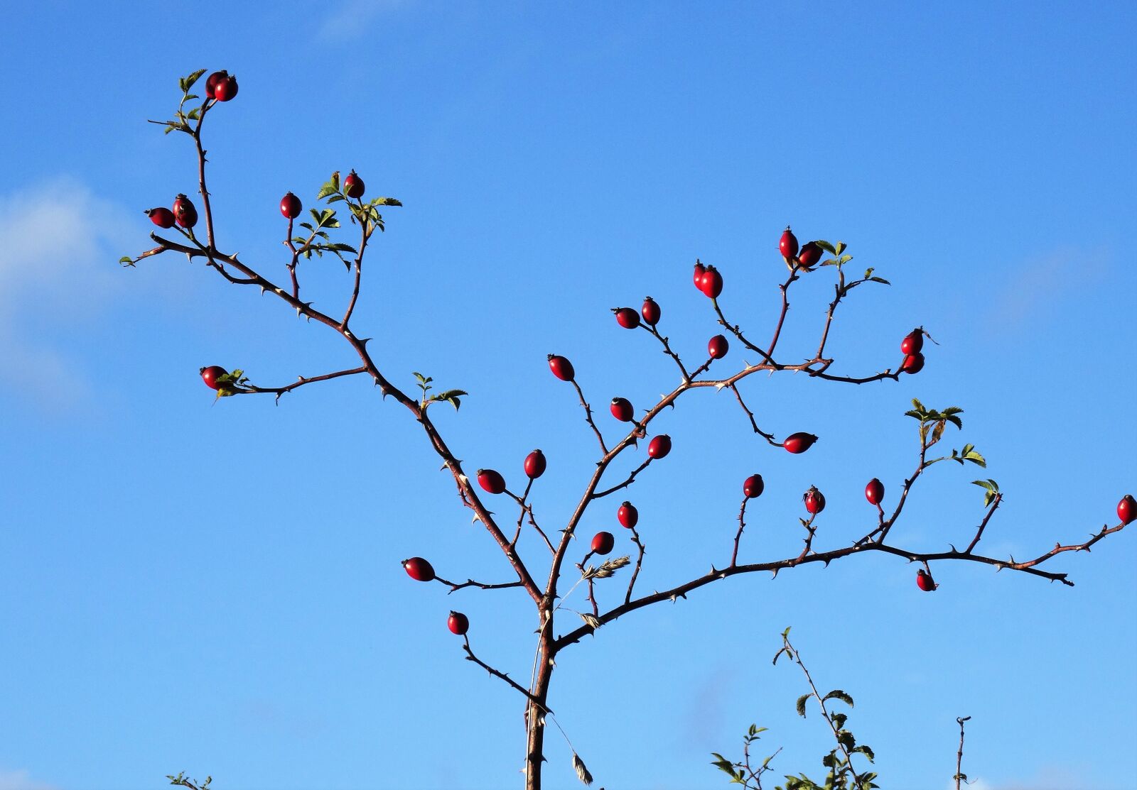 Sony DSC-HX50 sample photo. Rose hips, rosa canina photography