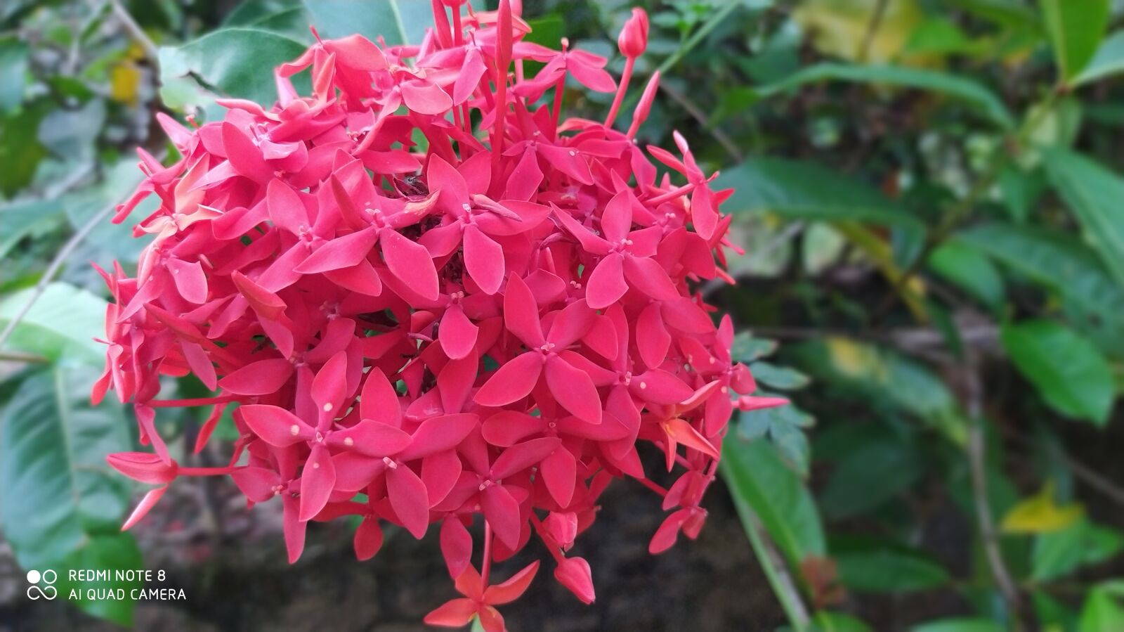 Xiaomi Redmi Note 8 sample photo. Heated flowers, red, flower photography
