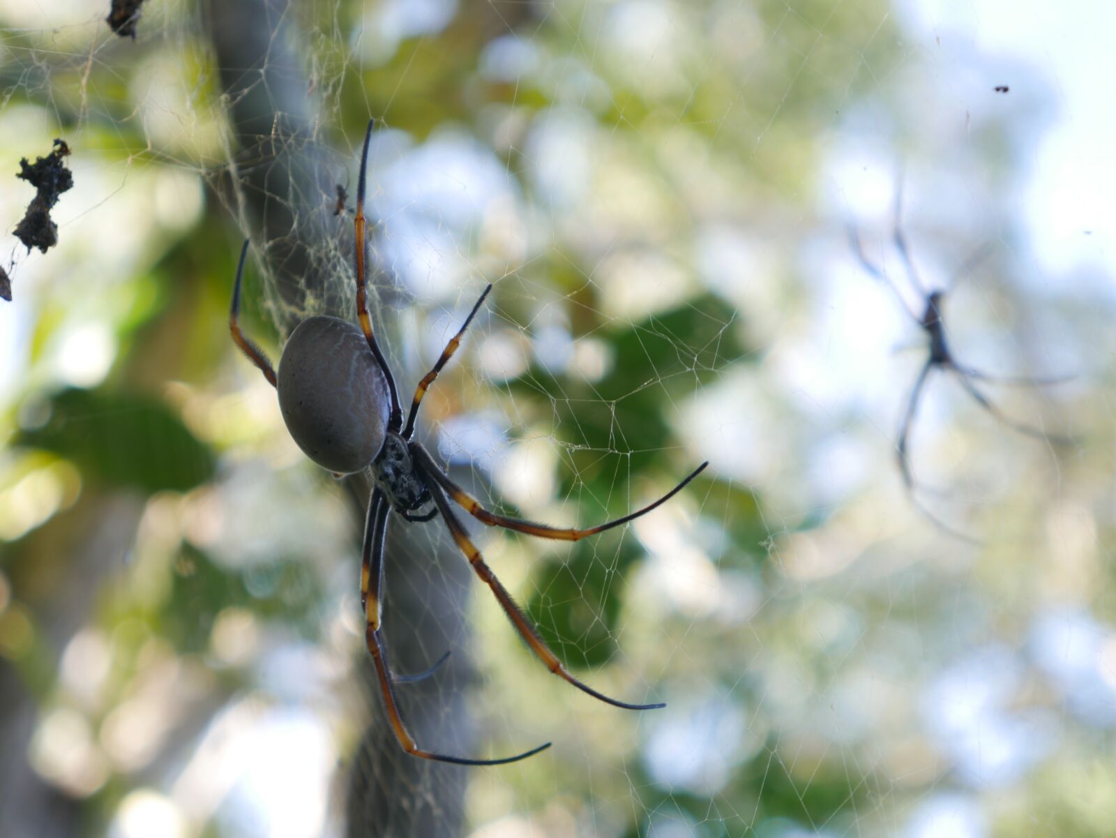 Panasonic Lumix DMC-G7 sample photo. Nature, outdoors, spider photography
