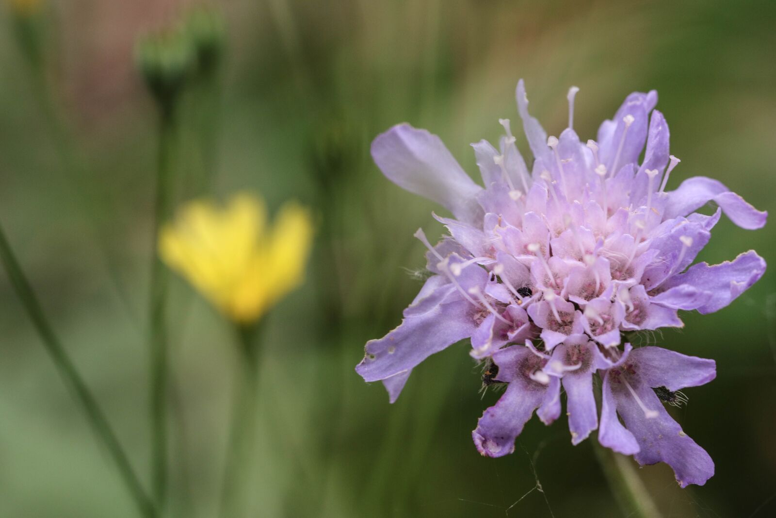Canon EOS 7D Mark II sample photo. Wildflower, nature, green photography