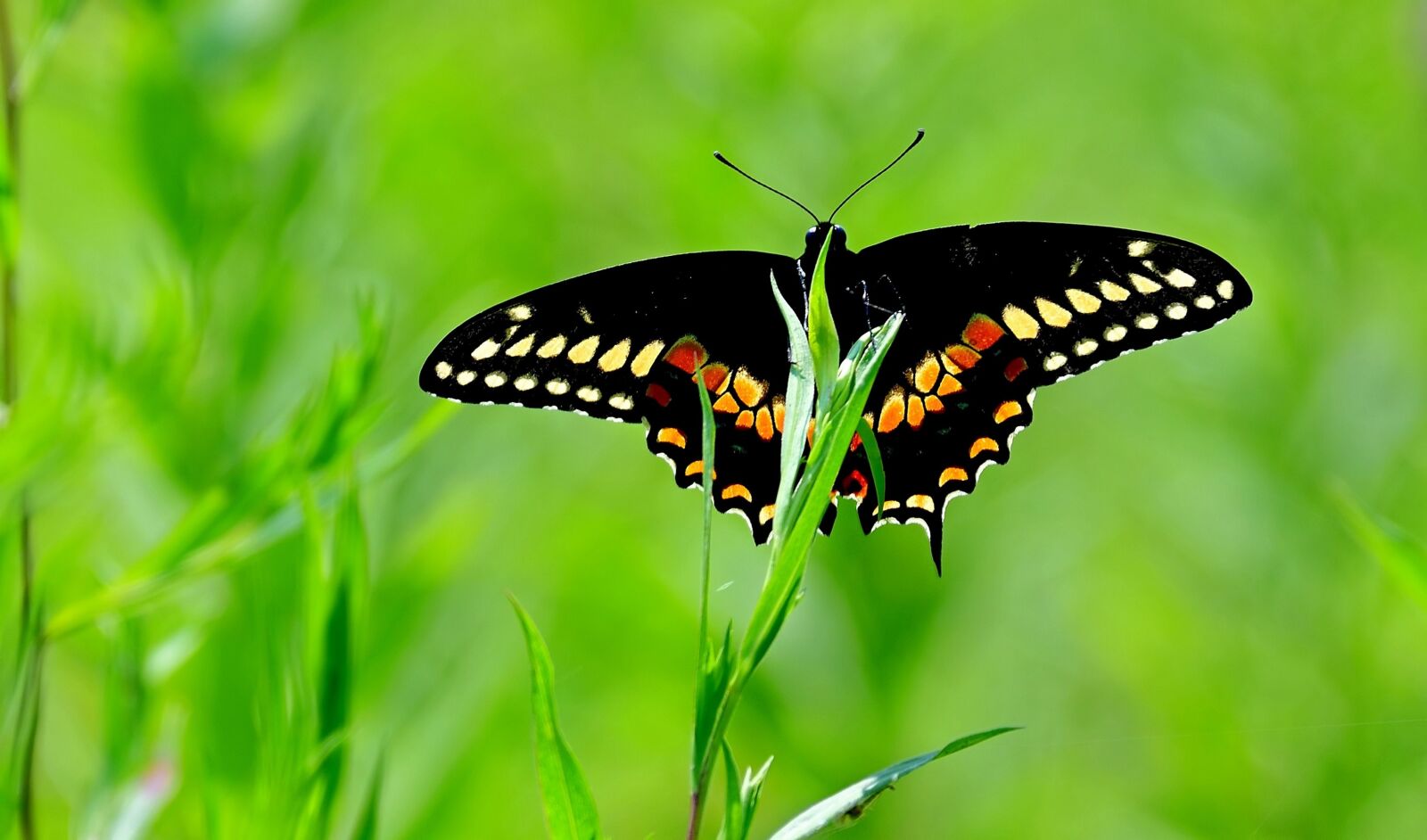 Nikon D7500 sample photo. Butterfly, colorful, black photography
