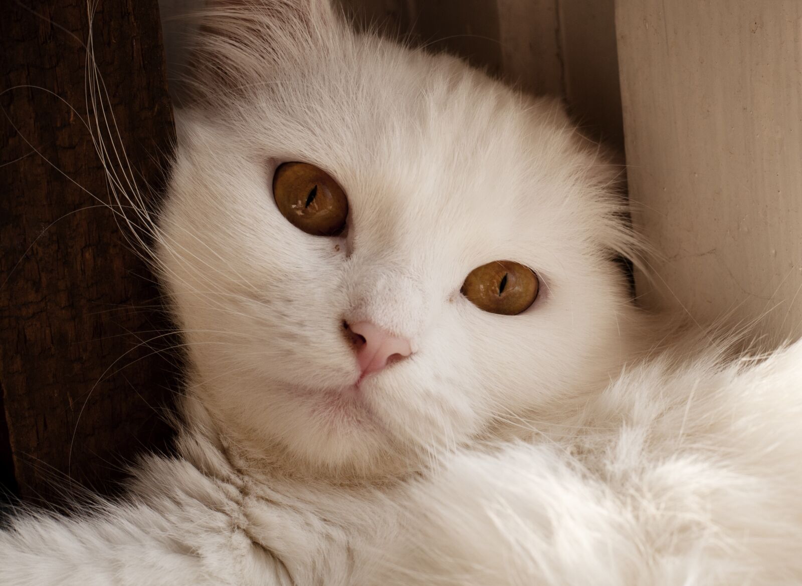 Nikon D5000 sample photo. Cute, pet, cat photography