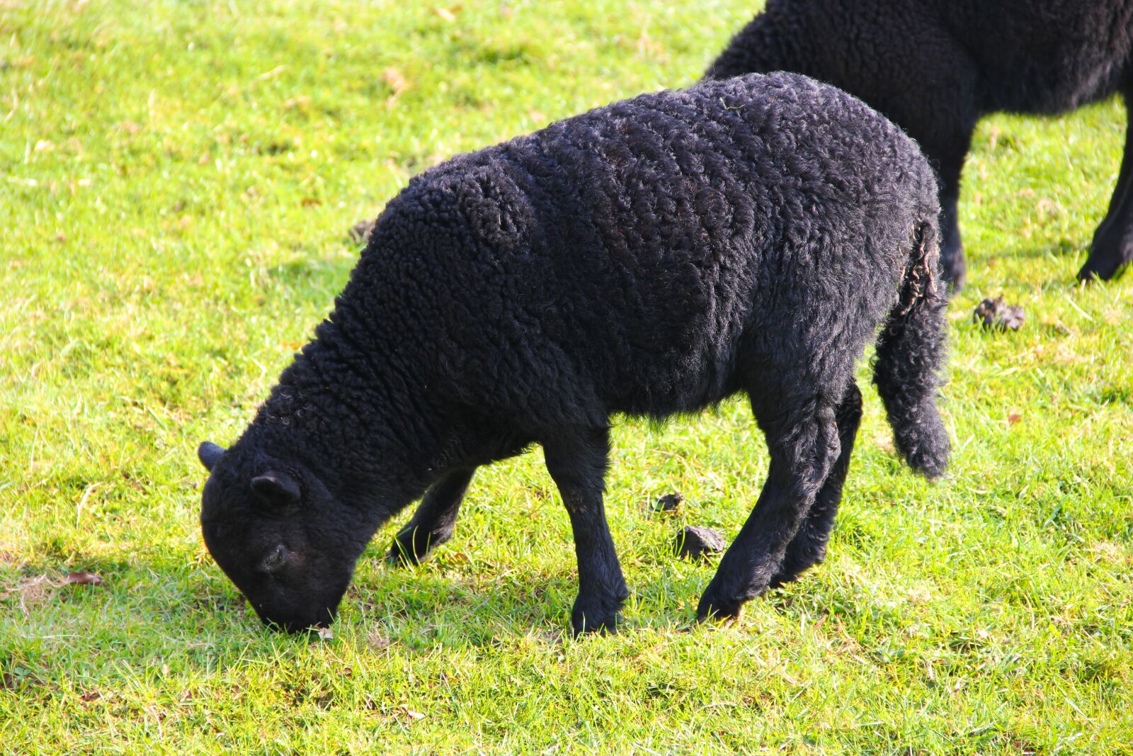 Canon EOS 550D (EOS Rebel T2i / EOS Kiss X4) sample photo. Black mountain sheep, animal photography