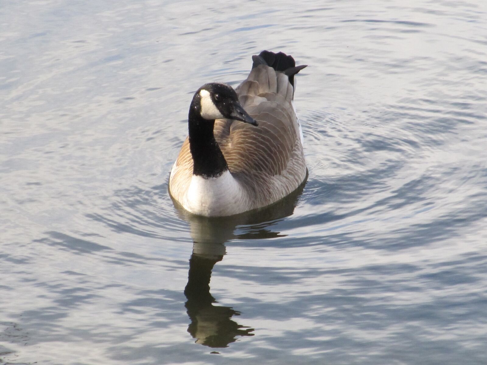 Canon PowerShot SX130 IS sample photo. Canada goose, swimming, bird photography