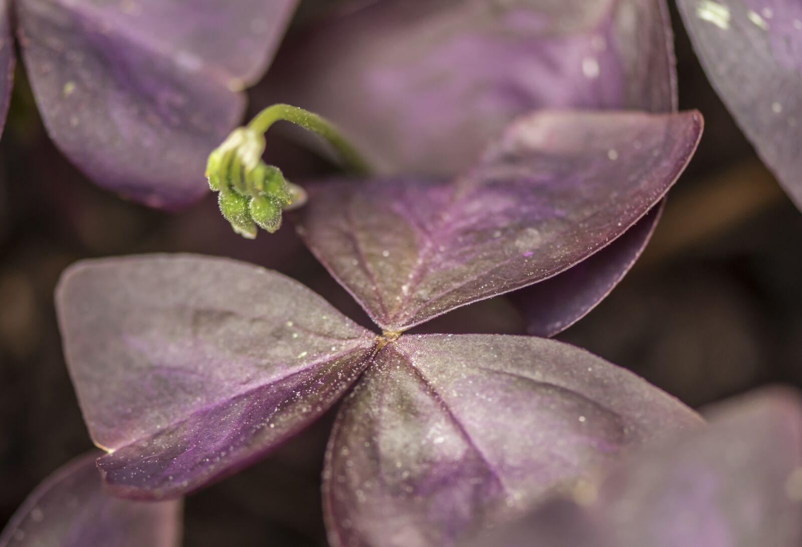 Nikon D5300 sample photo. Flower, plant, leaf photography